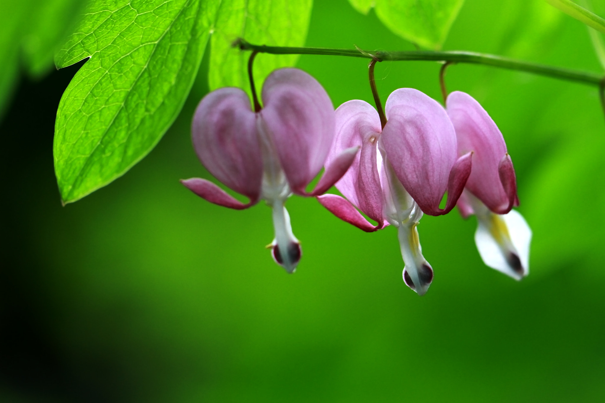 Canon EF 100mm F2.8L Macro IS USM sample photo. Bleeding hearts photography