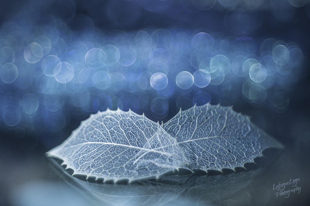 in the stilly night by Lafugue Logos on 500px.com