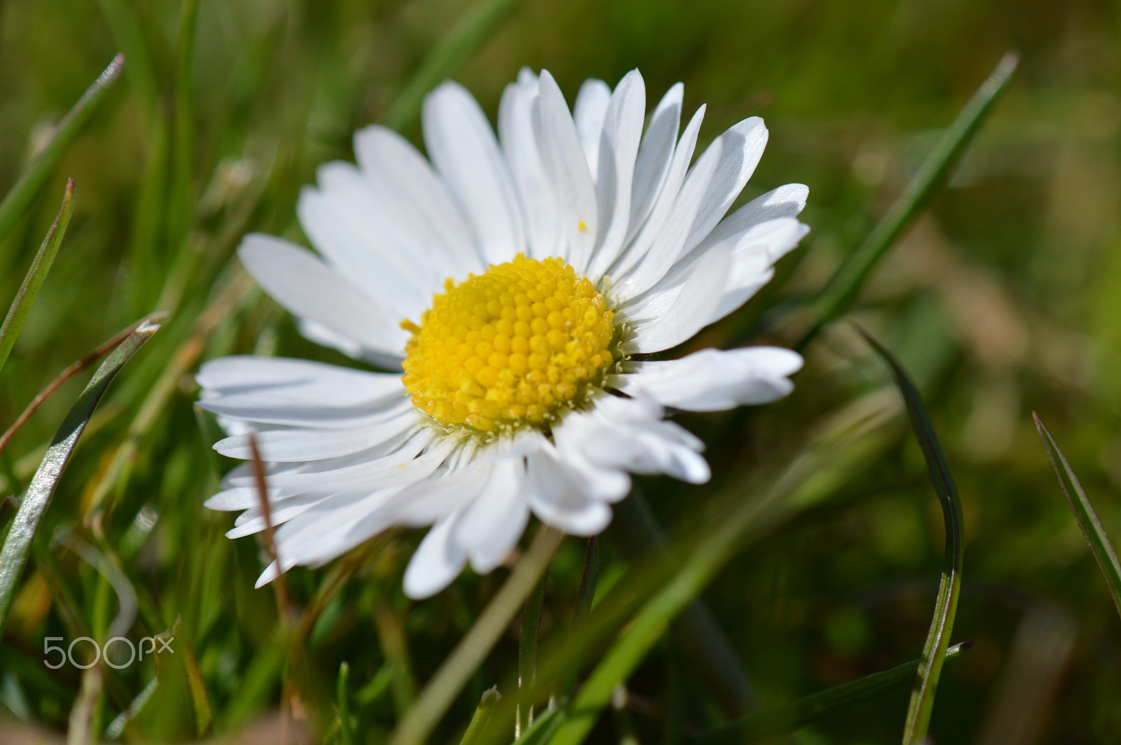 Nikon AF-S DX Micro-Nikkor 85mm F3.5G ED VR sample photo. Маргаритка photography