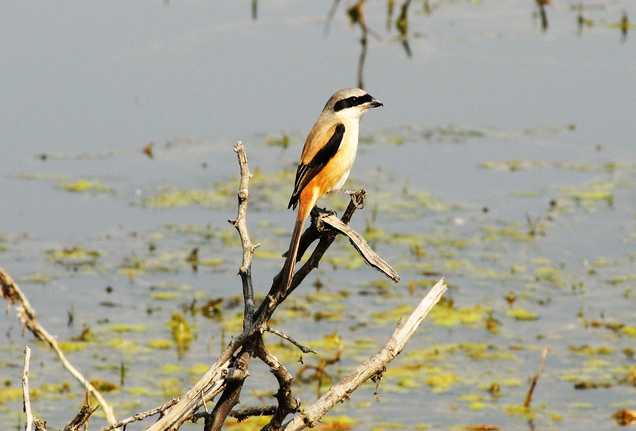 AF Zoom-Nikkor 70-300mm f/4-5.6D ED sample photo. Long tailed shrike photography