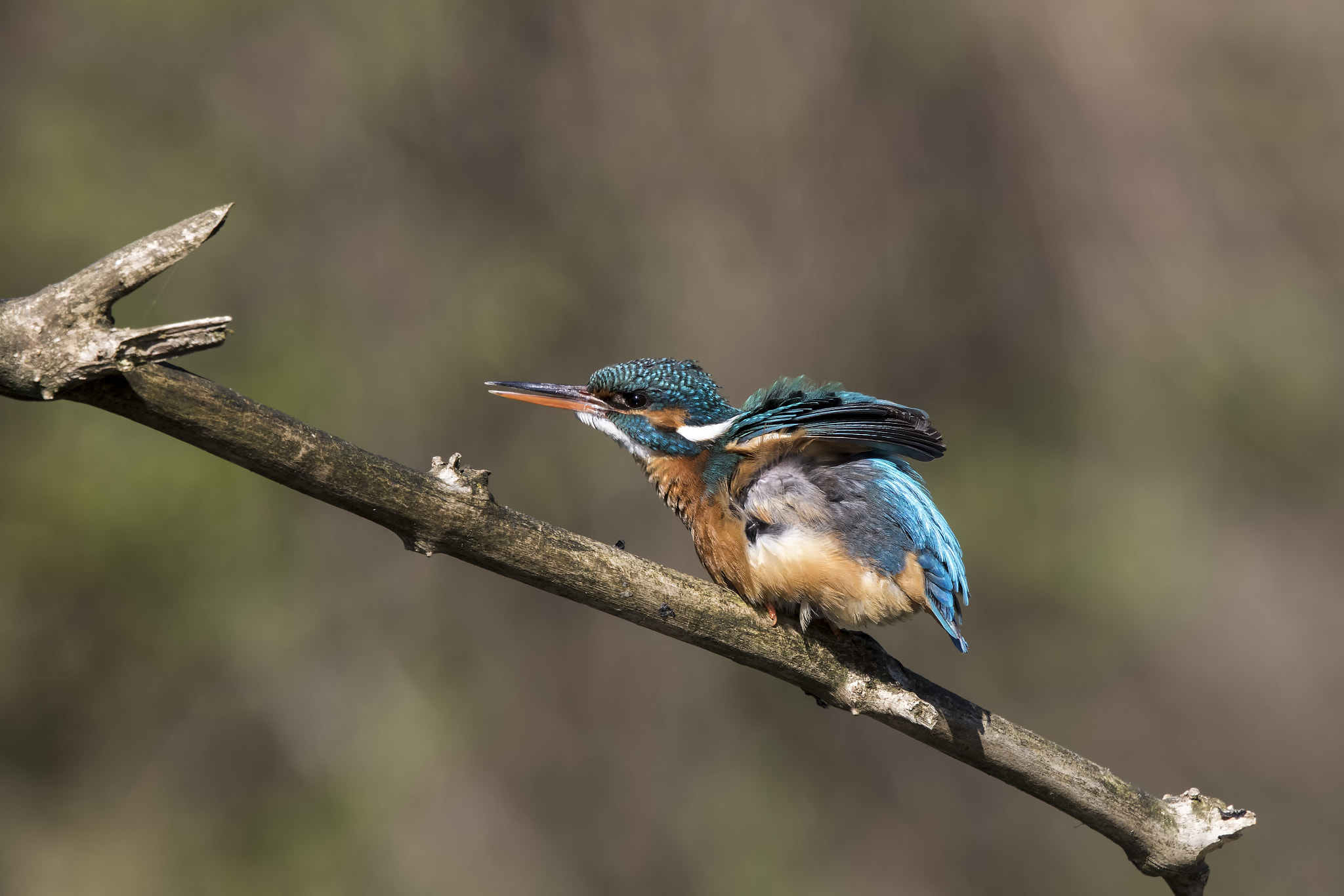 Canon EF 500mm F4L IS II USM sample photo. Endlich!!!!!! photography