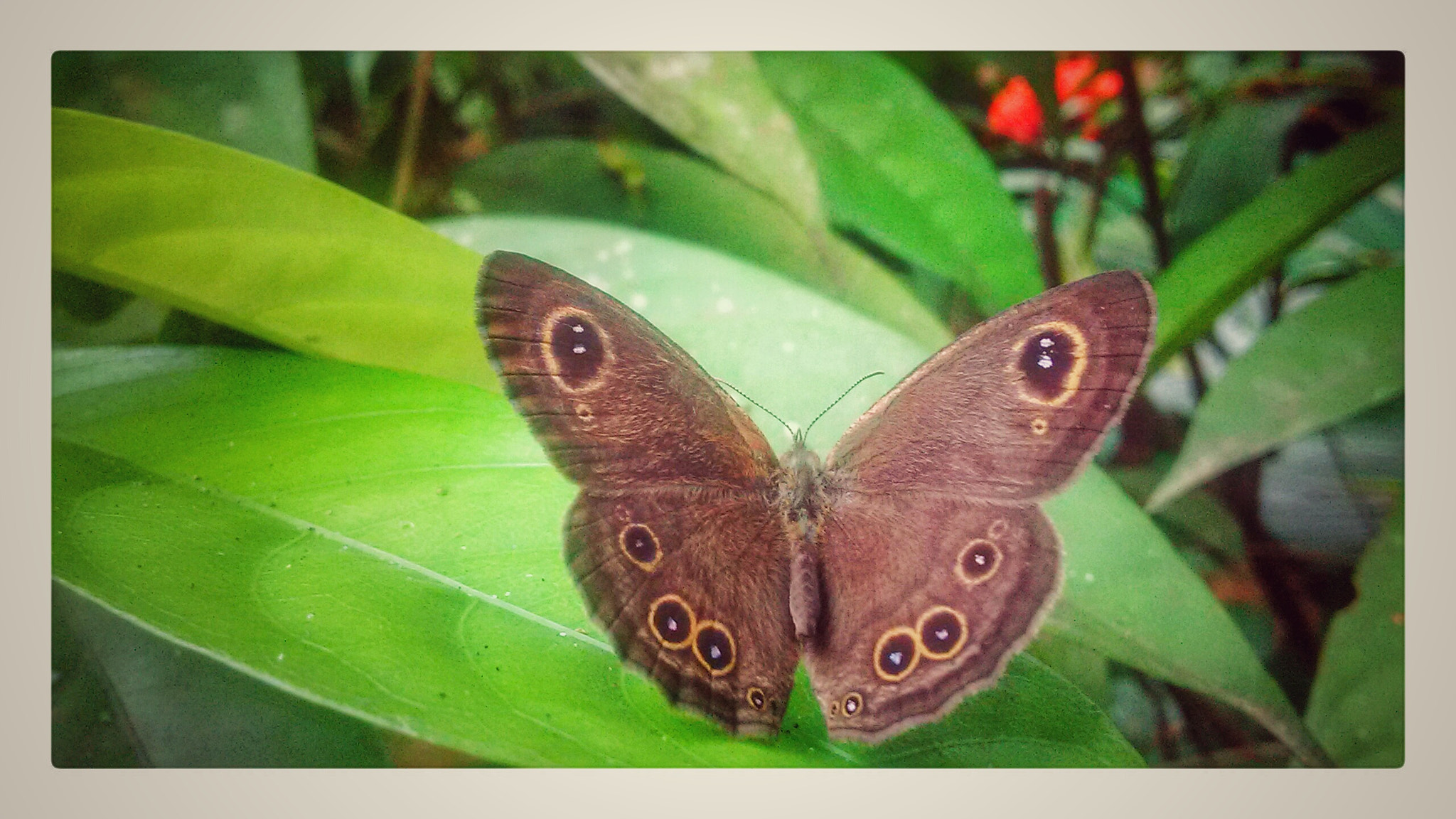 Motorola MotoE2 sample photo. Live like a butterfly photography