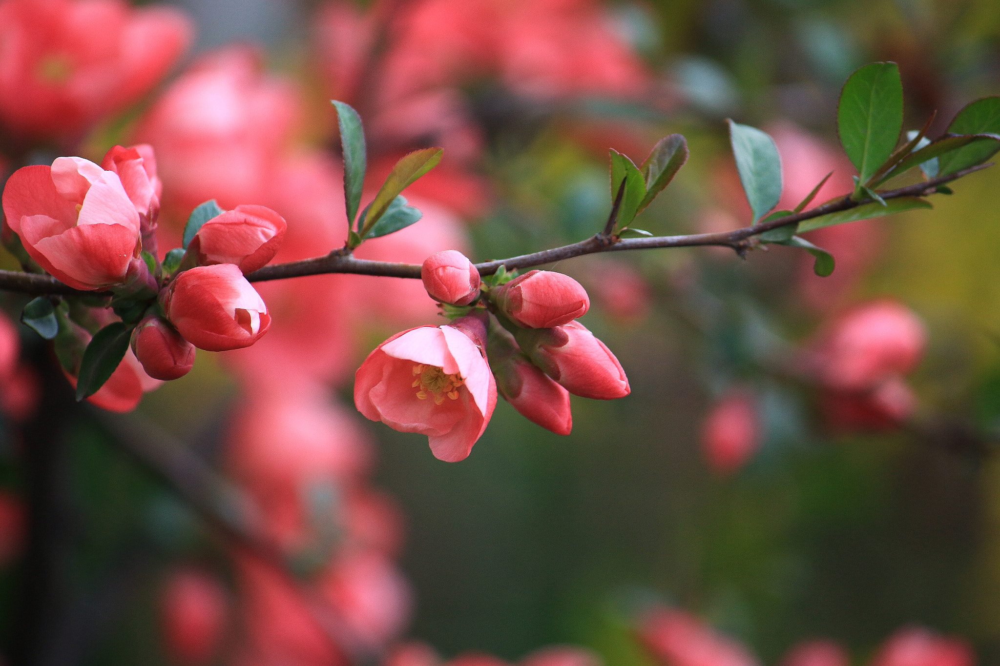 Canon EF-S 55-250mm F4-5.6 IS sample photo. Spring photography