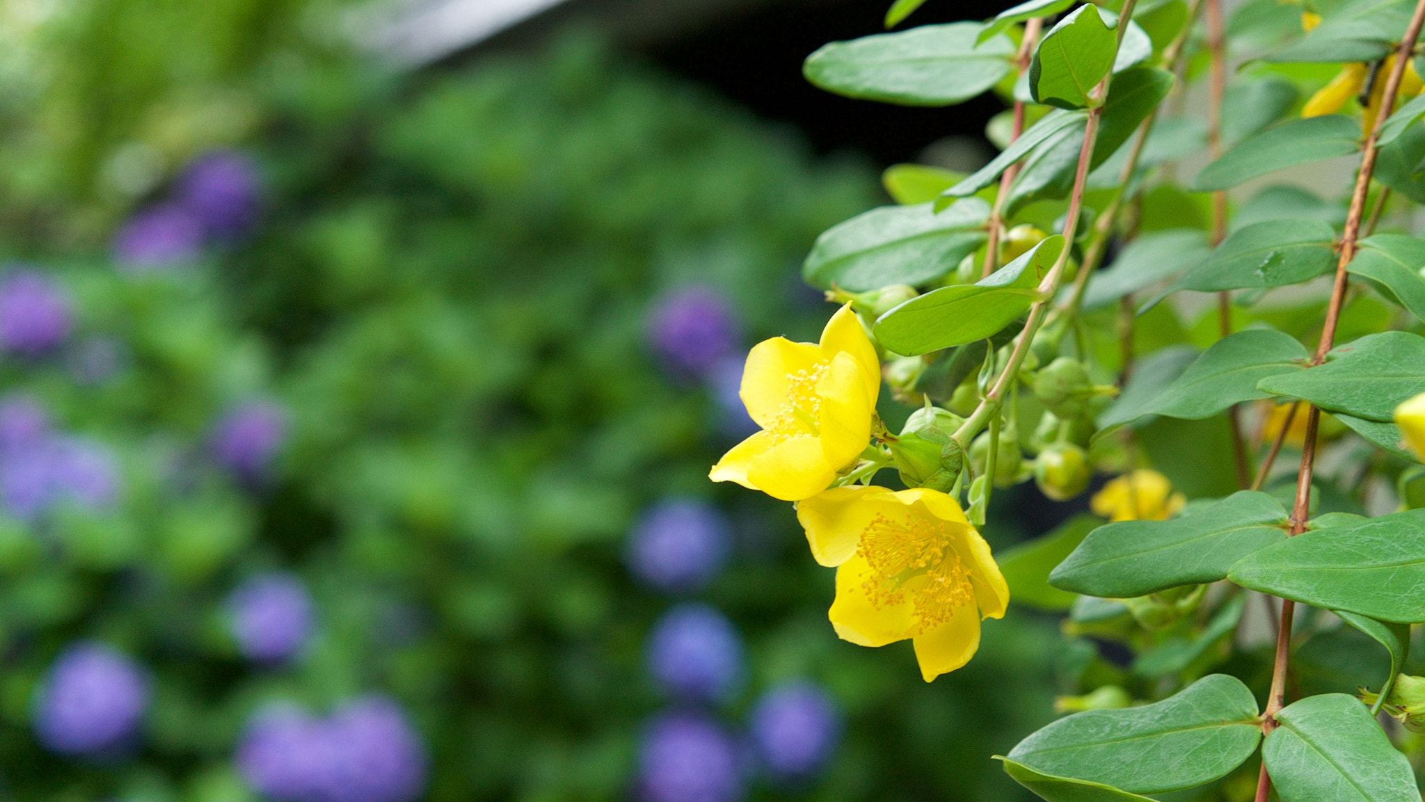 Sony a7S + Sony Sonnar T* FE 55mm F1.8 ZA sample photo. A flower in kamakura, japan photography
