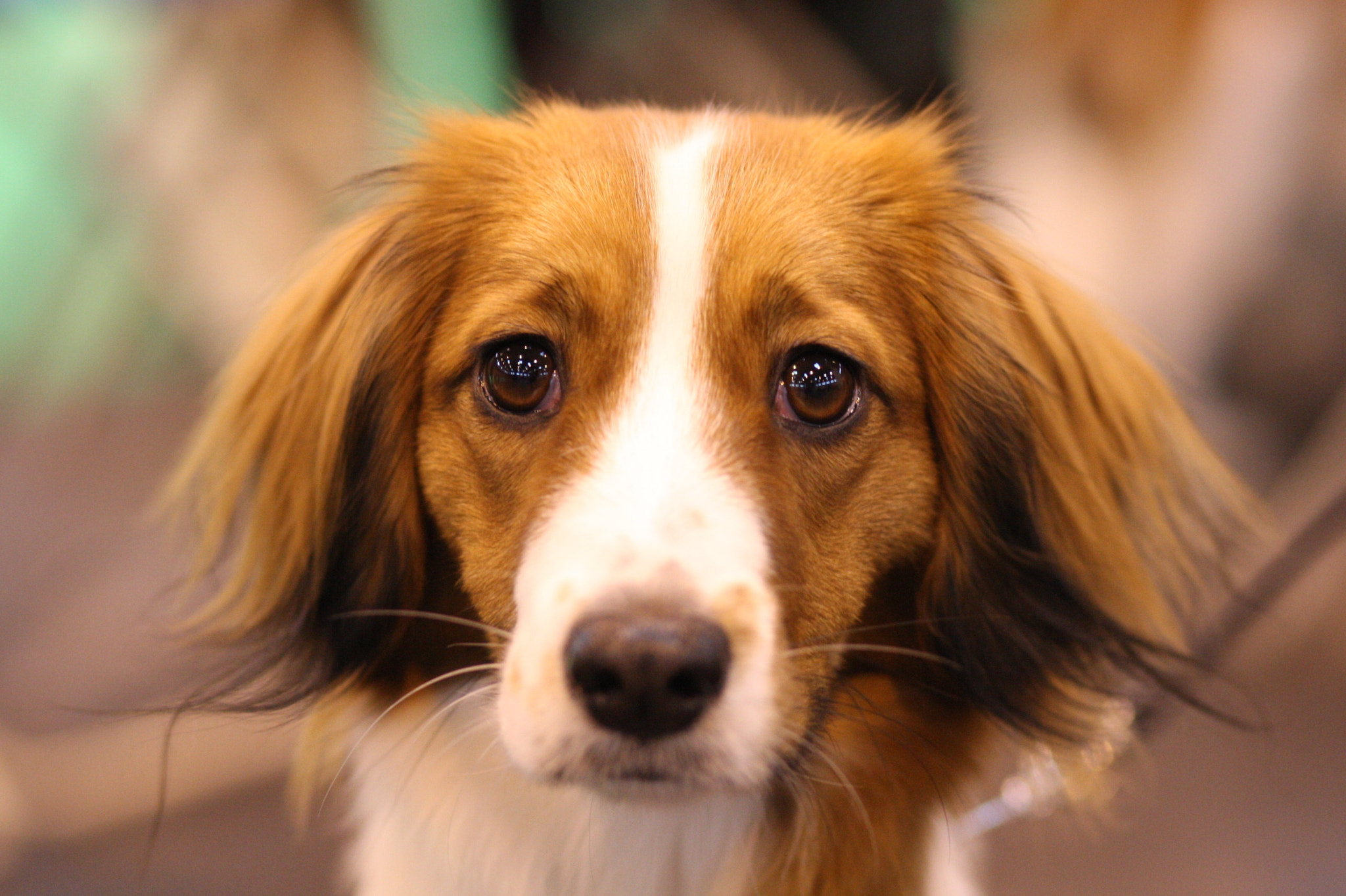 Canon EOS-1D Mark III sample photo. Bright eyes photography