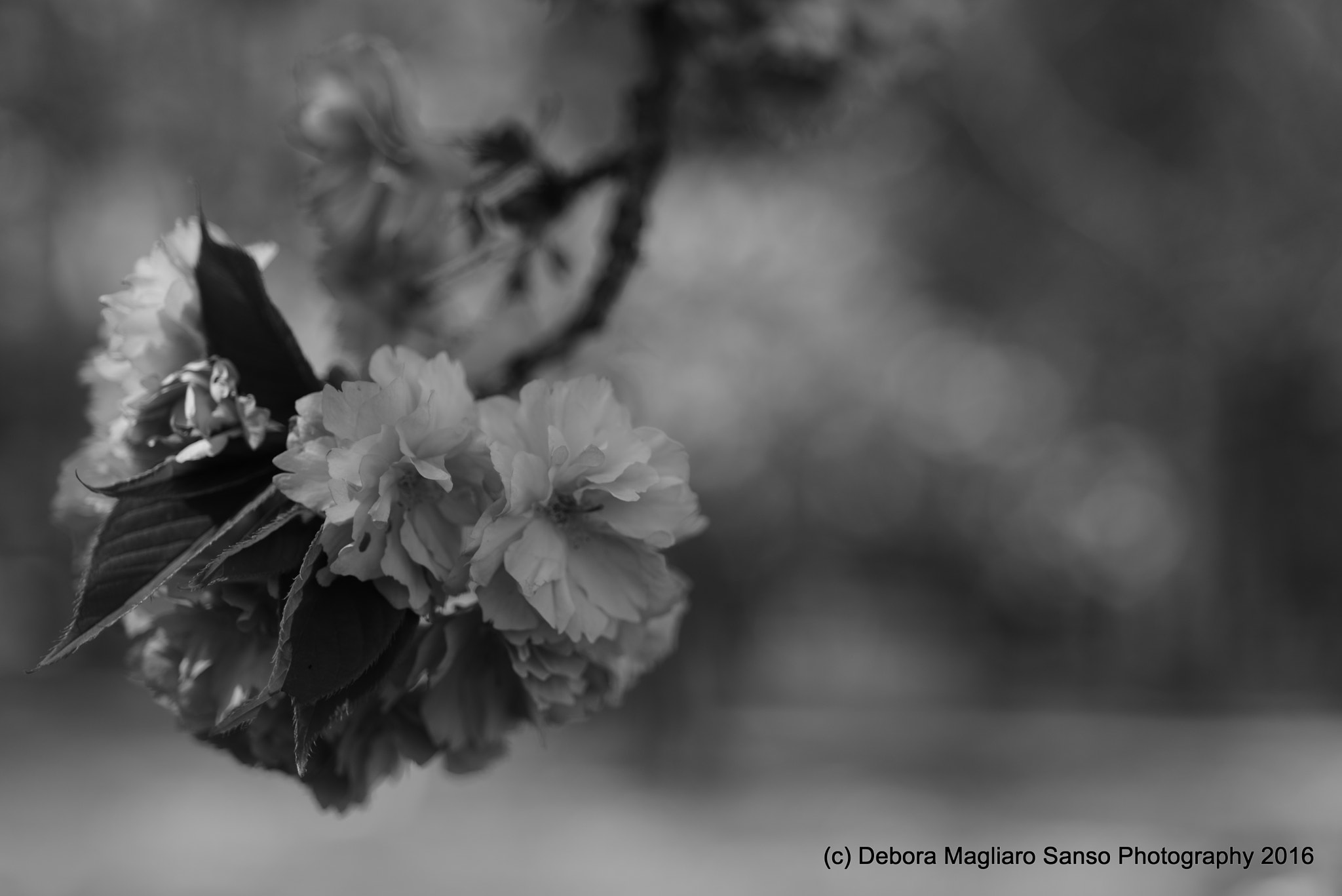 Nikon D610 + Nikon AF Micro-Nikkor 60mm F2.8D sample photo. Last blossoms photography