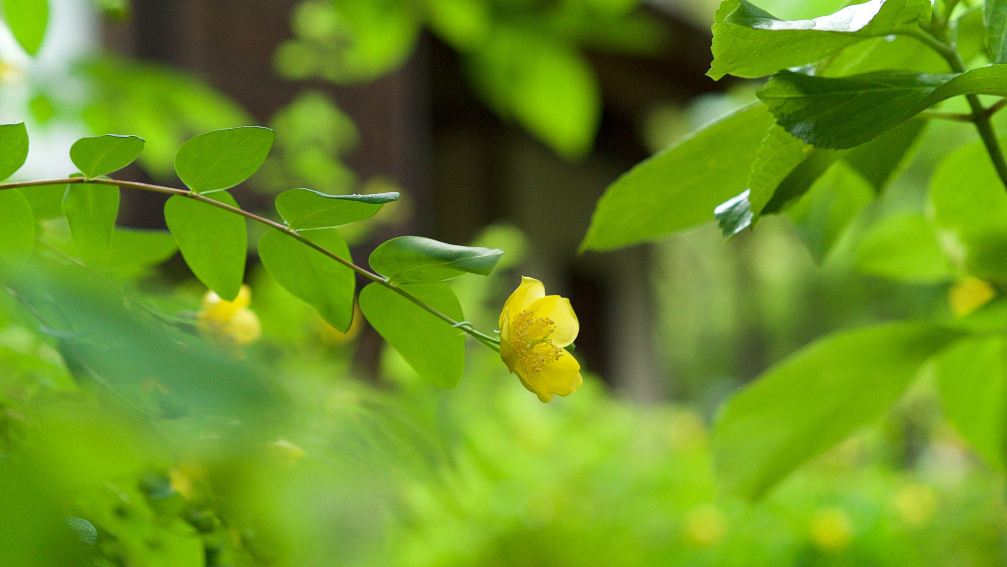 Sony a7S + Sony Sonnar T* FE 55mm F1.8 ZA sample photo. A flower in kamakura, japan photography
