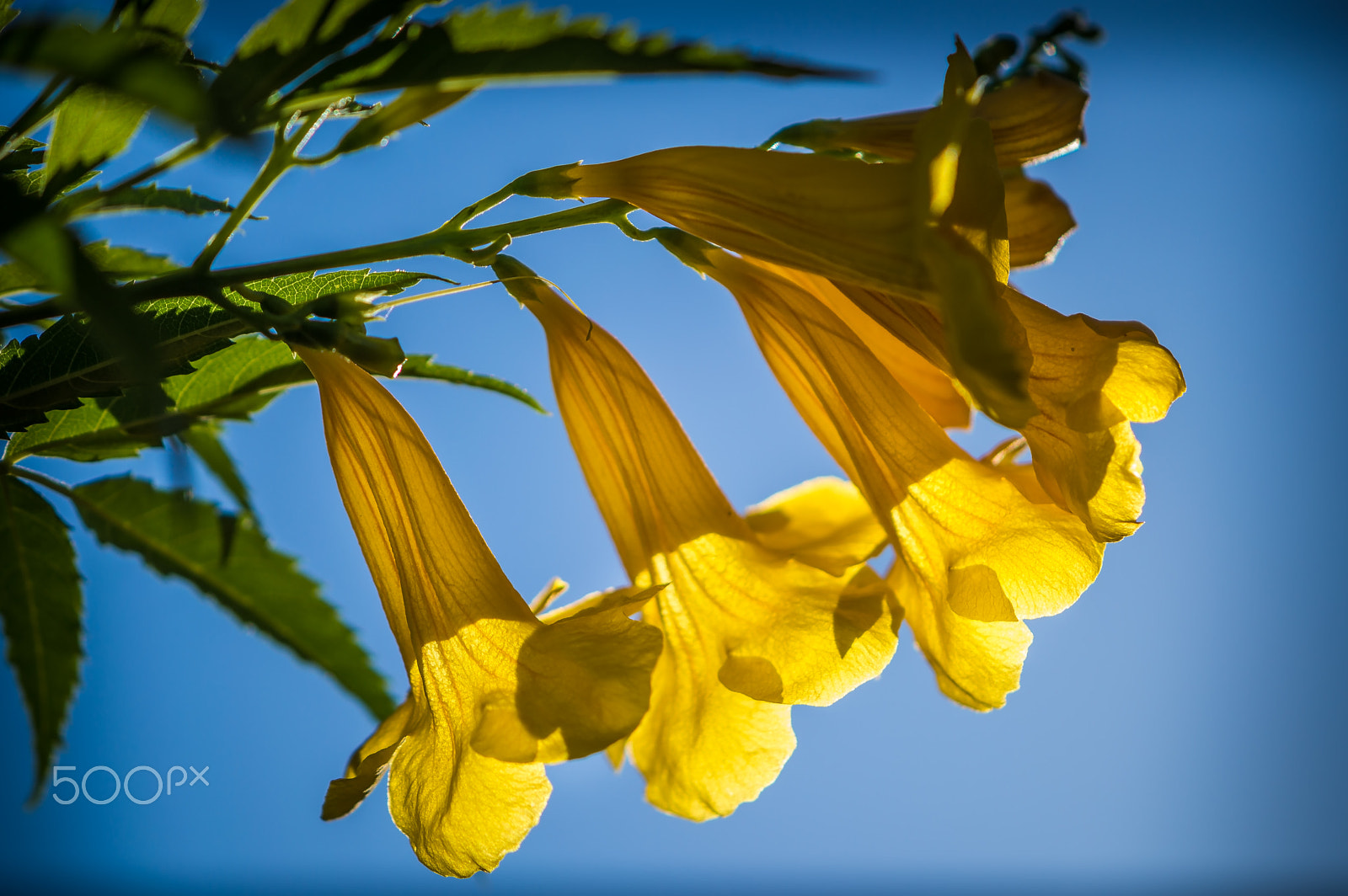Nikon AF-S DX Micro-Nikkor 85mm F3.5G ED VR sample photo. Backlit photography