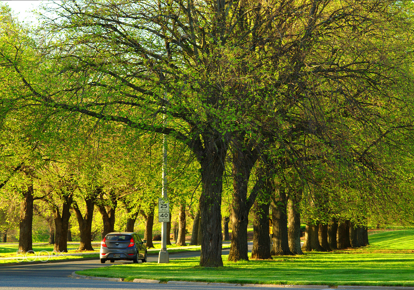 Nikon D5100 + Sigma 105mm F2.8 EX DG Macro sample photo. Drive under the trees photography