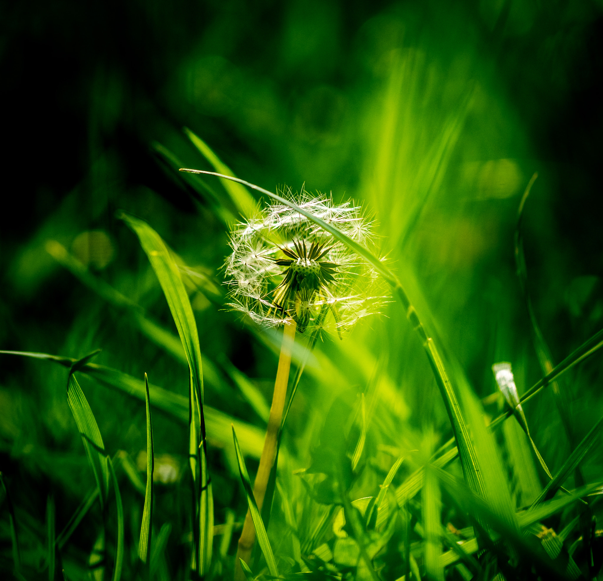 Sony a99 II + Sony 100mm F2.8 Macro sample photo. виски photography