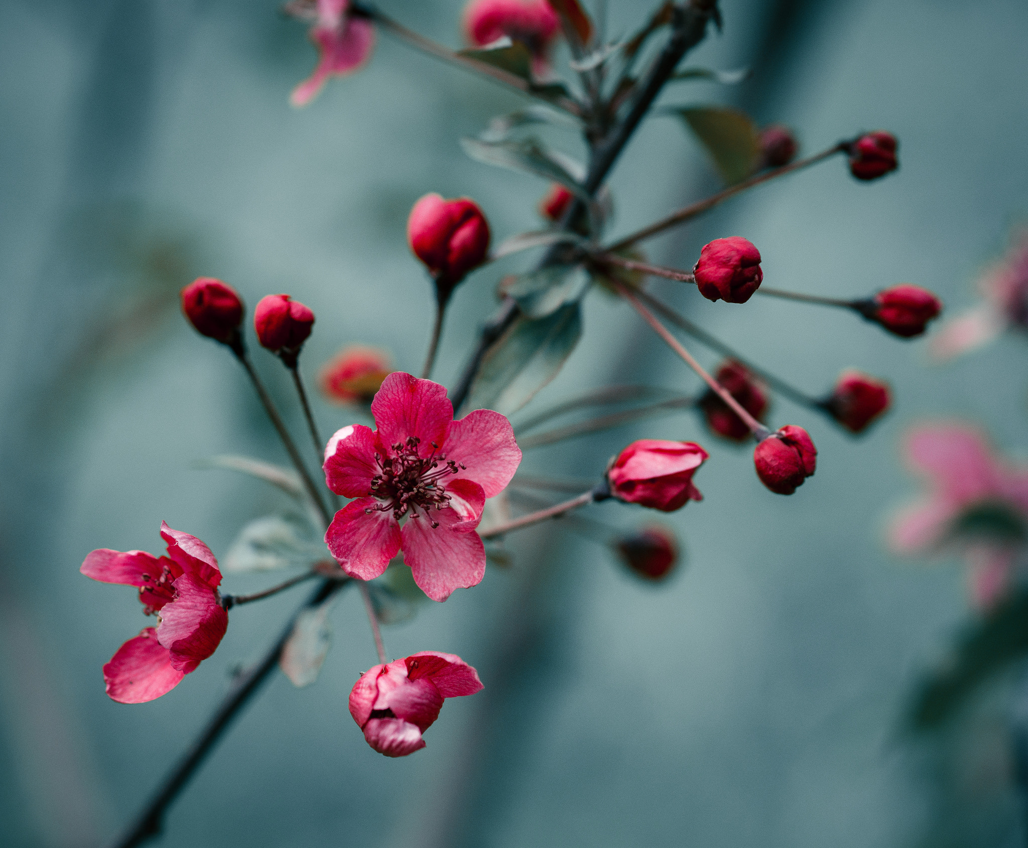 Sony a99 II + Sony 100mm F2.8 Macro sample photo. виски photography