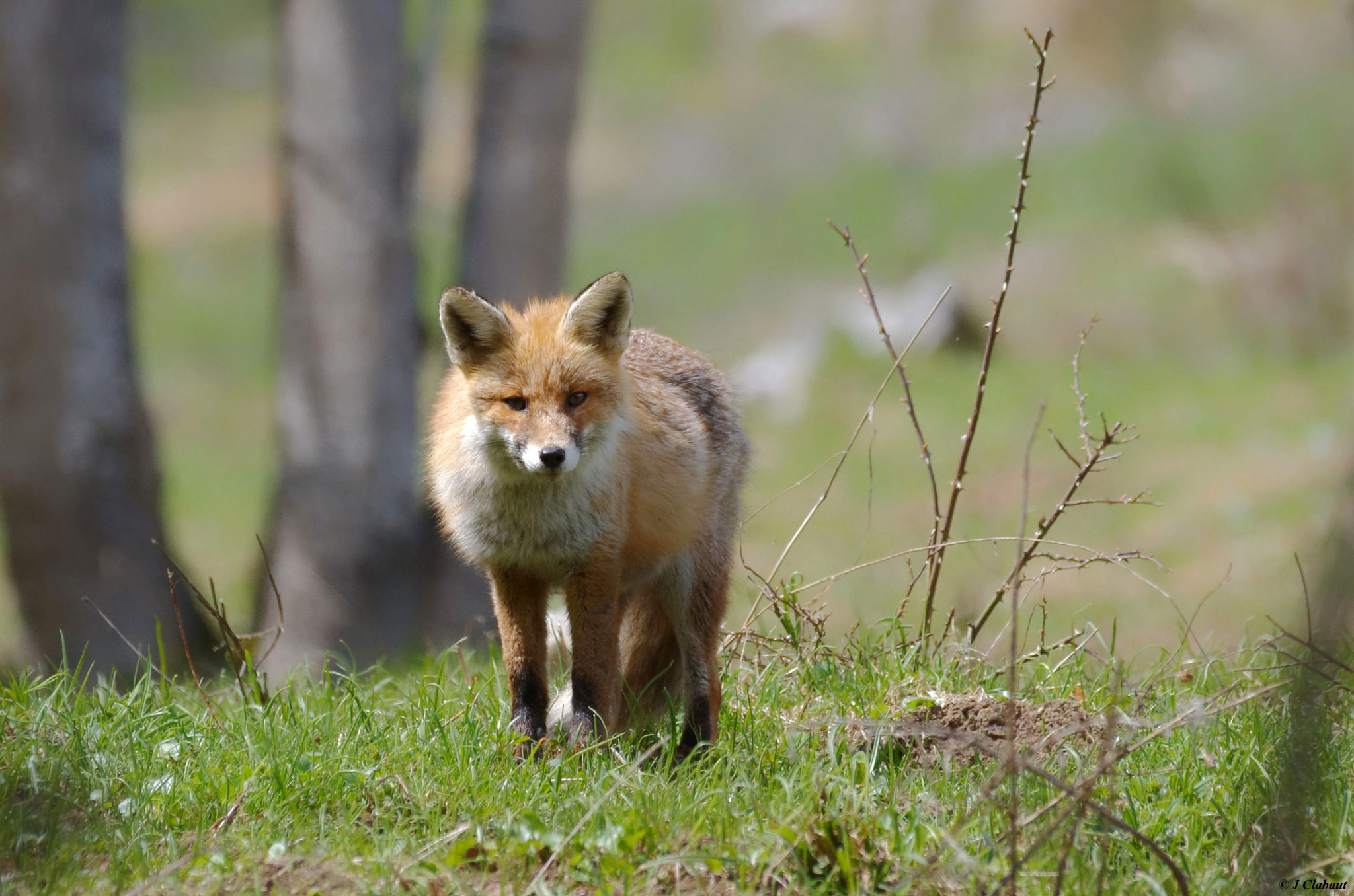 Sigma 150-500mm F5-6.3 DG OS HSM sample photo. Maître goupil photography