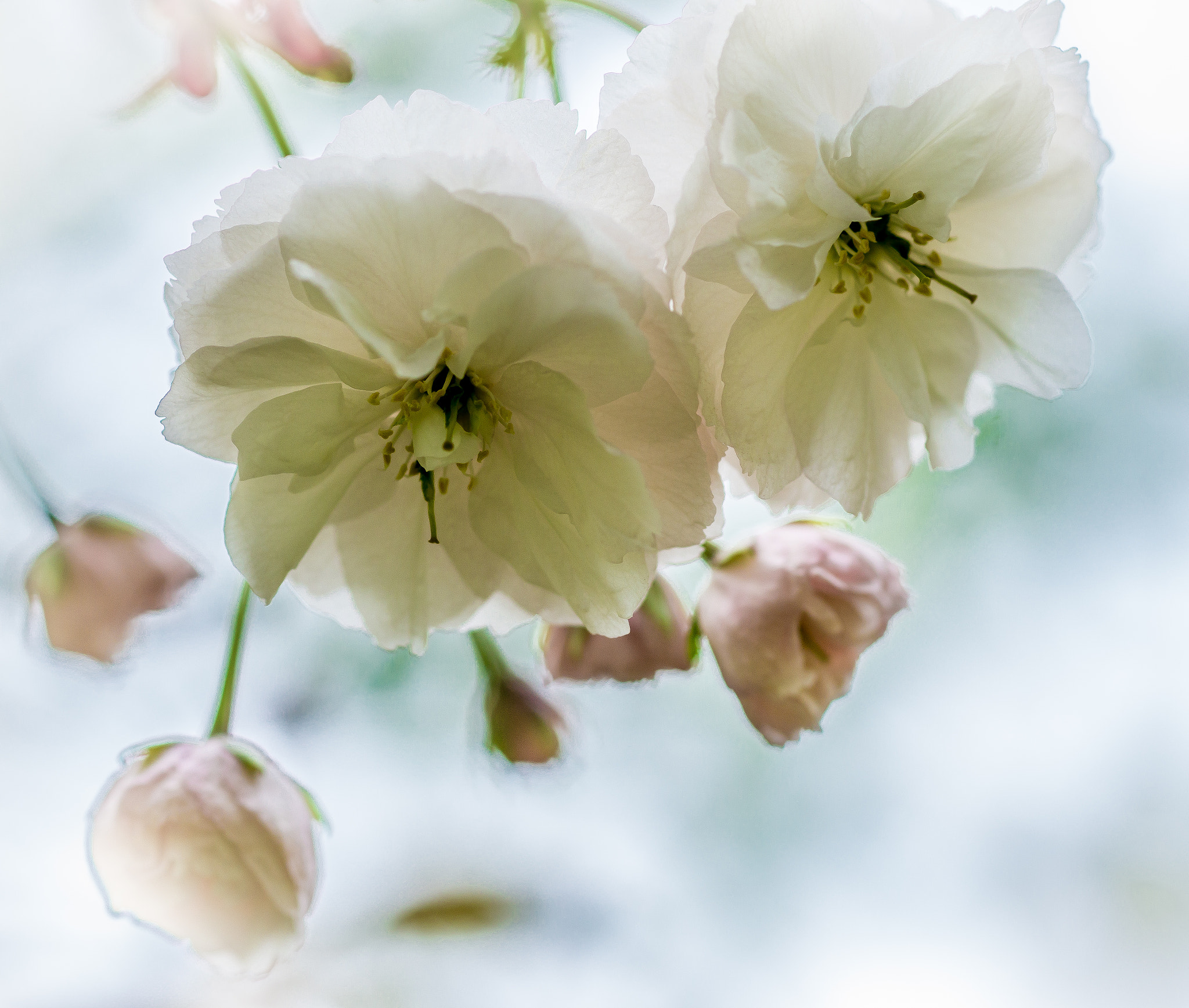 Sony a99 II + Sony 100mm F2.8 Macro sample photo. виски photography