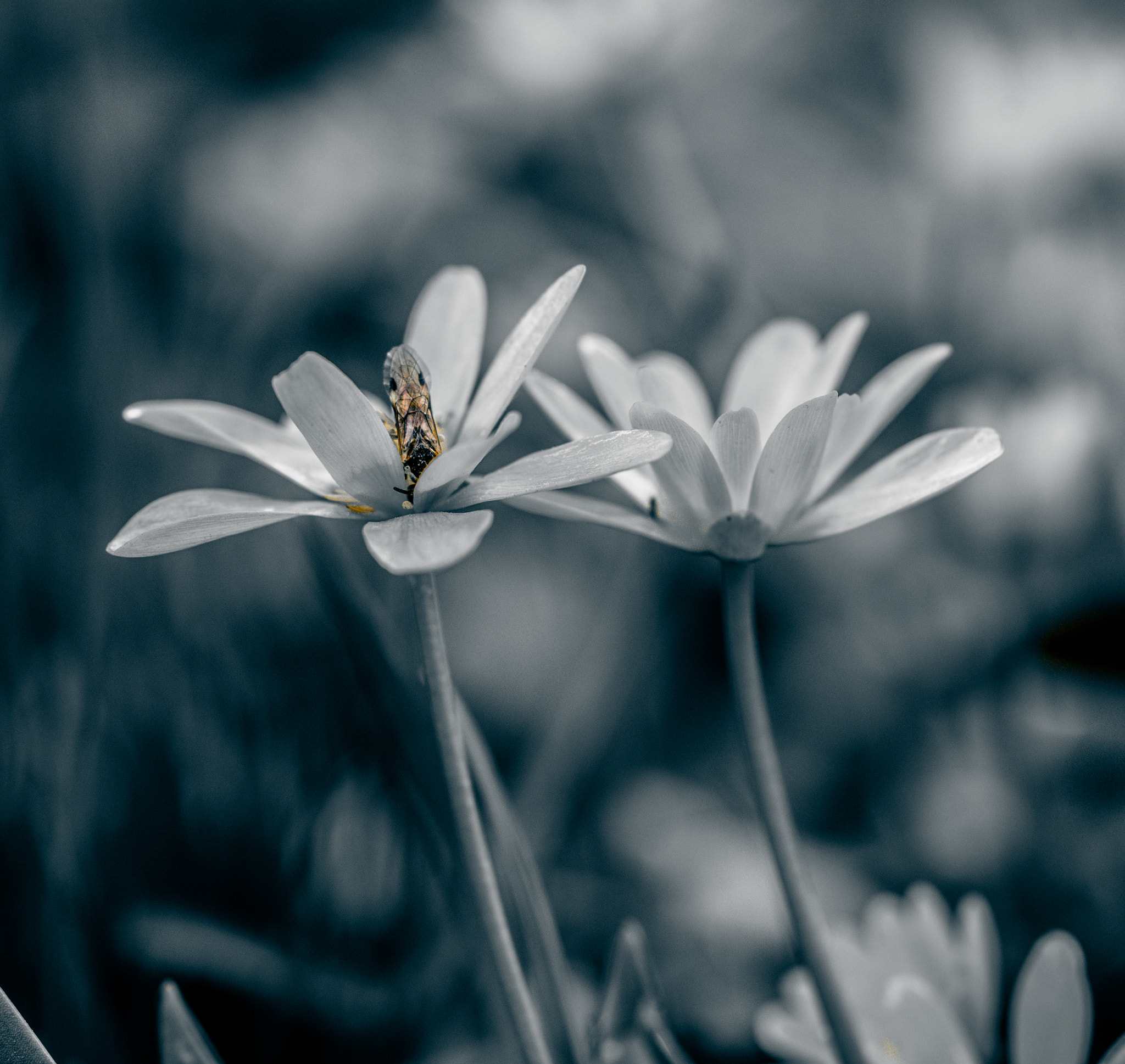 Sony a99 II + Sony 100mm F2.8 Macro sample photo. весна photography