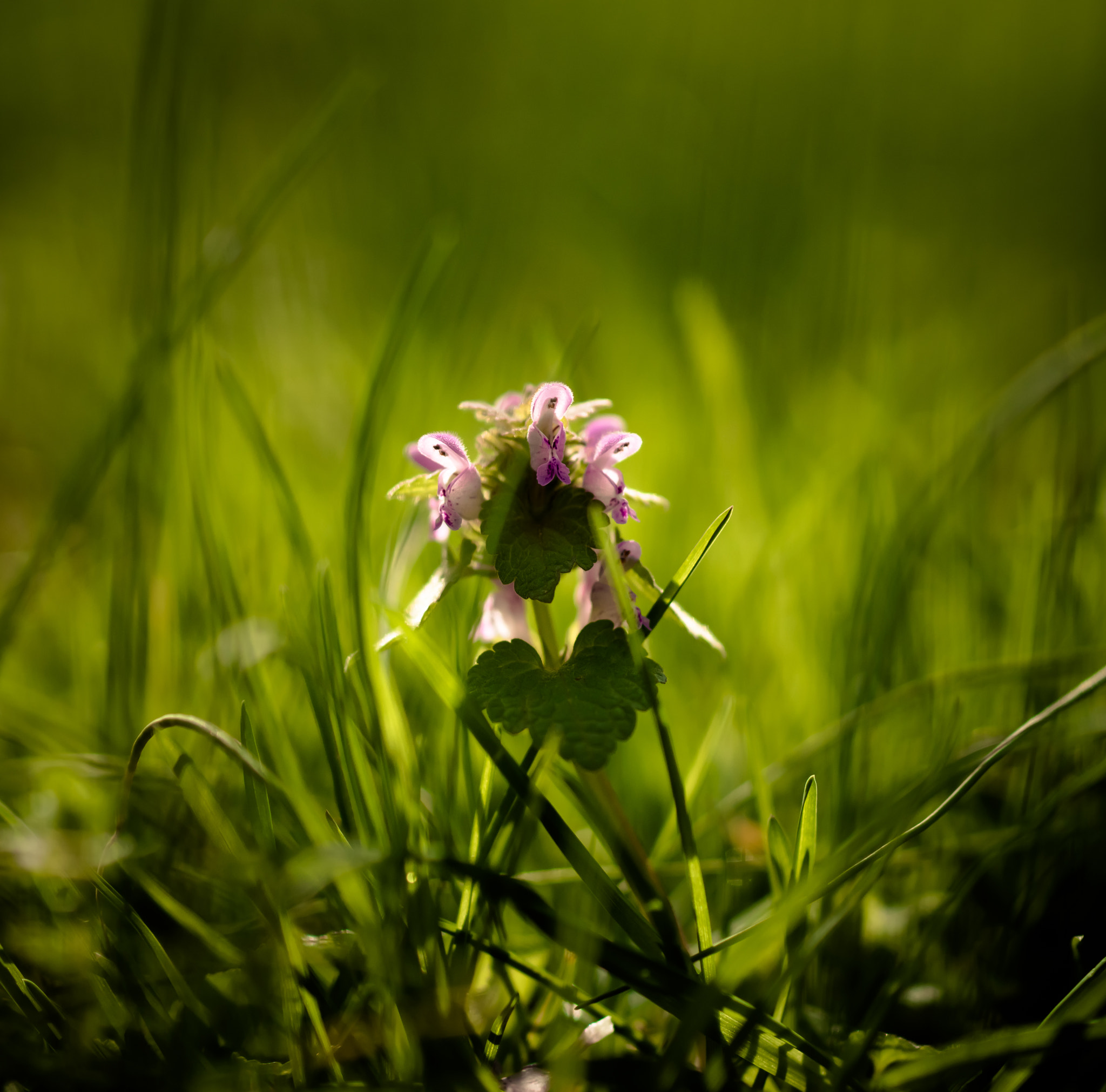 Sony a99 II + Sony 100mm F2.8 Macro sample photo. весна photography