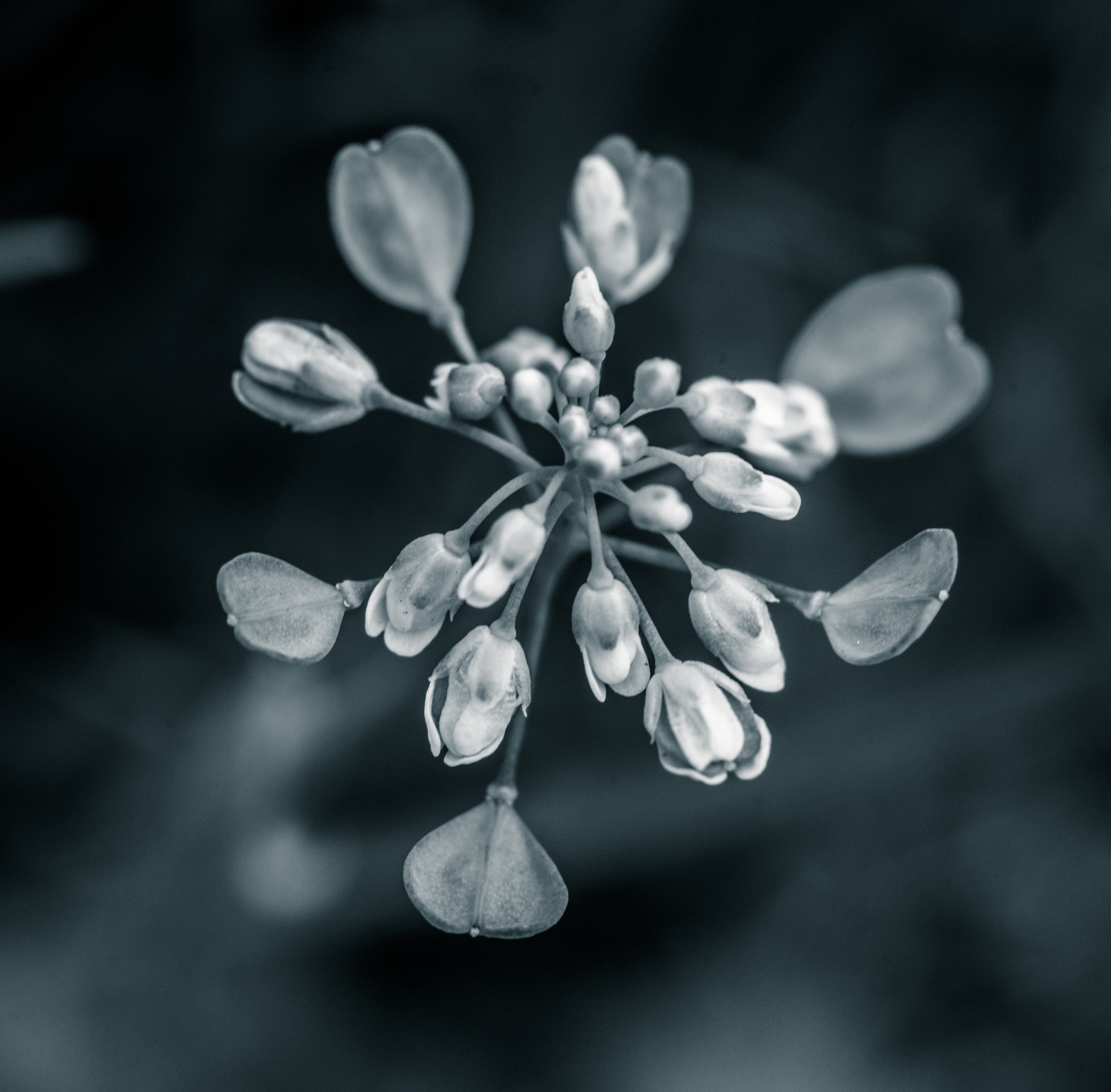 Sony a99 II + Sony 100mm F2.8 Macro sample photo. весна photography