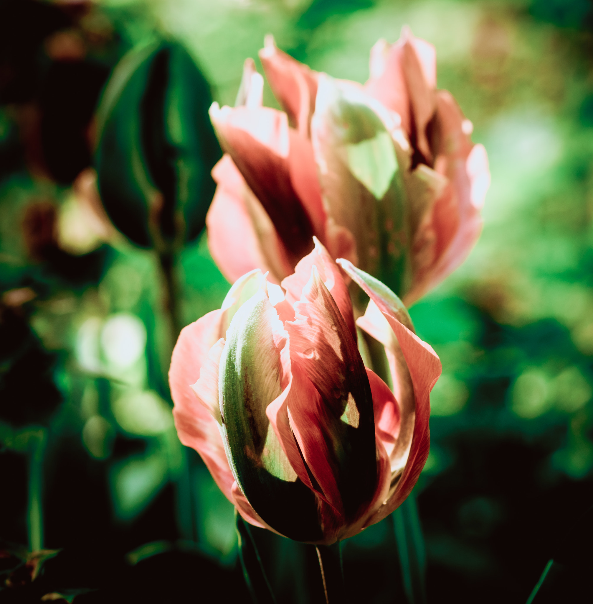 Sony a99 II + Sony 100mm F2.8 Macro sample photo. виски photography