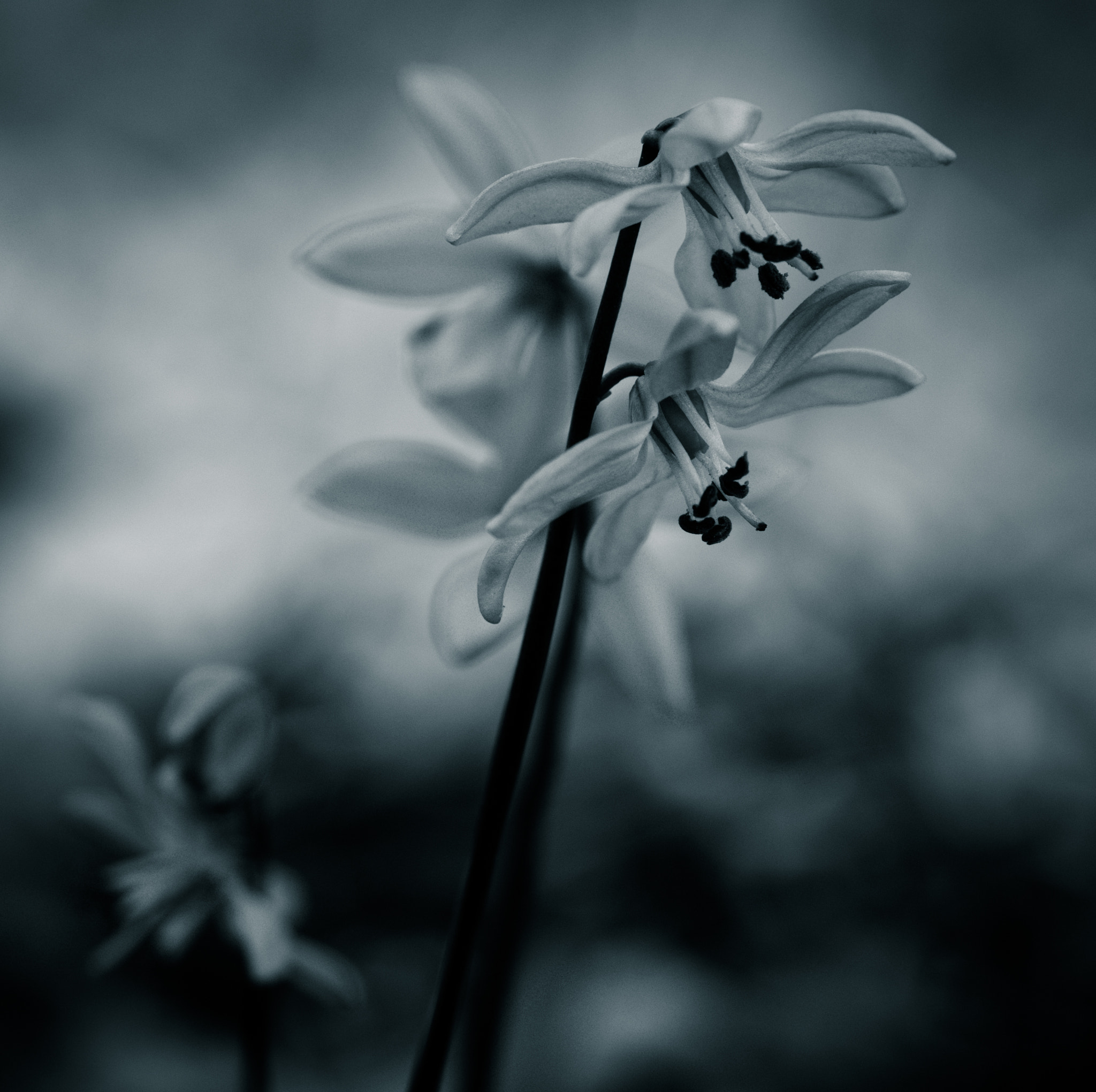 Sony a99 II + Sony 100mm F2.8 Macro sample photo. небо photography