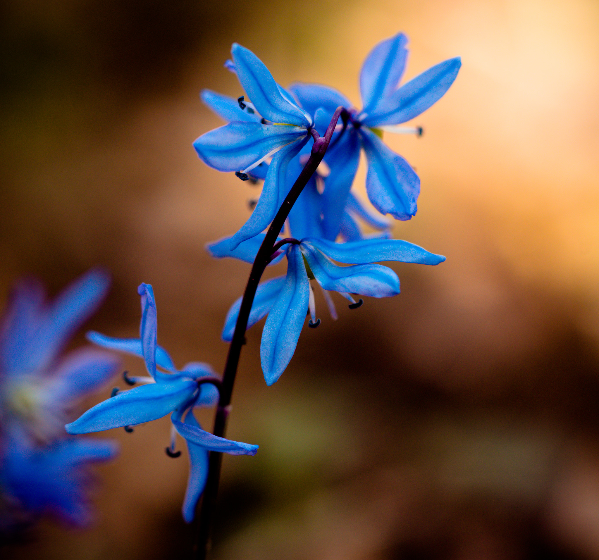 Sony a99 II + Sony 100mm F2.8 Macro sample photo. небо photography