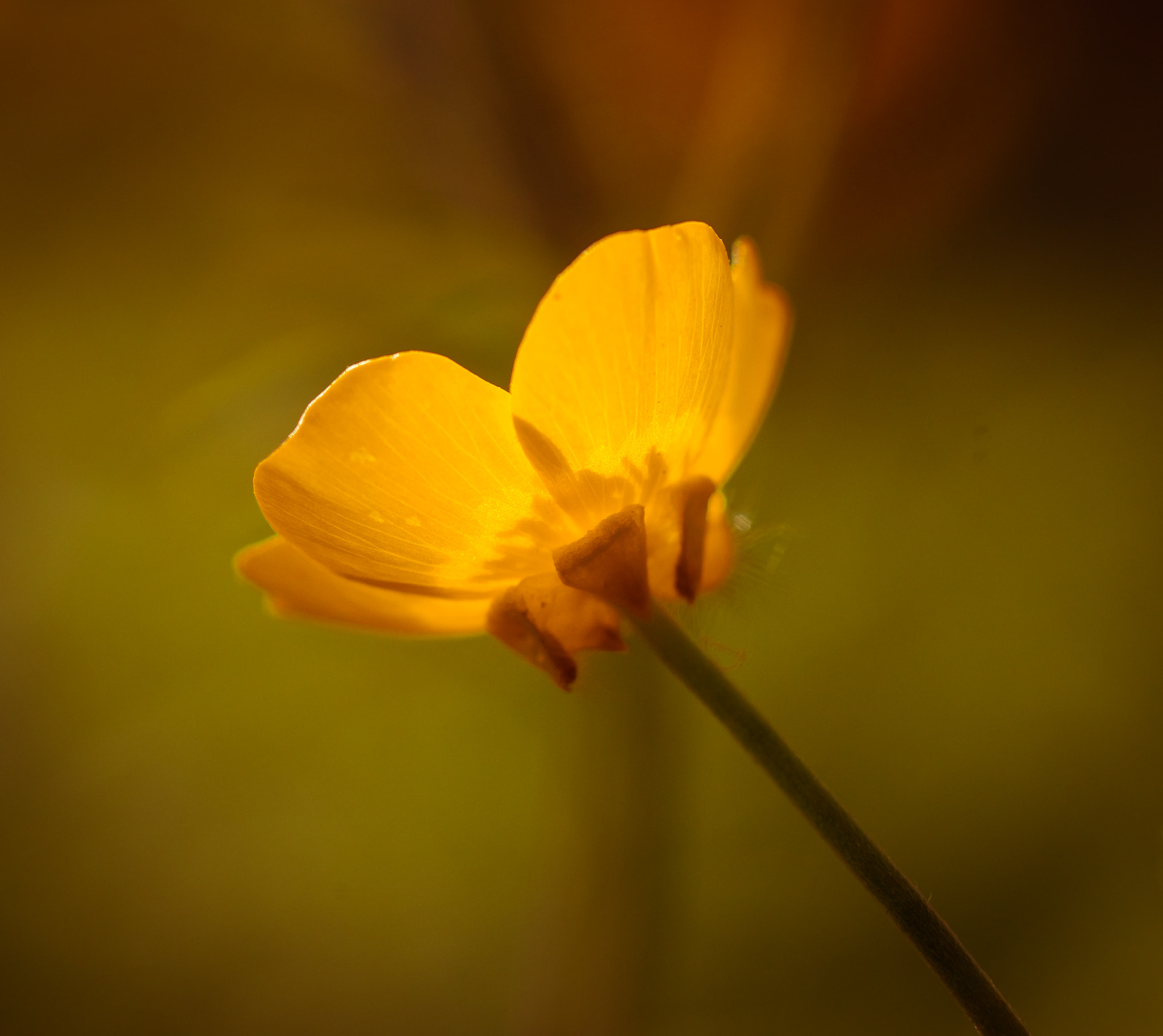 Sony a99 II + Sony 100mm F2.8 Macro sample photo. виски photography