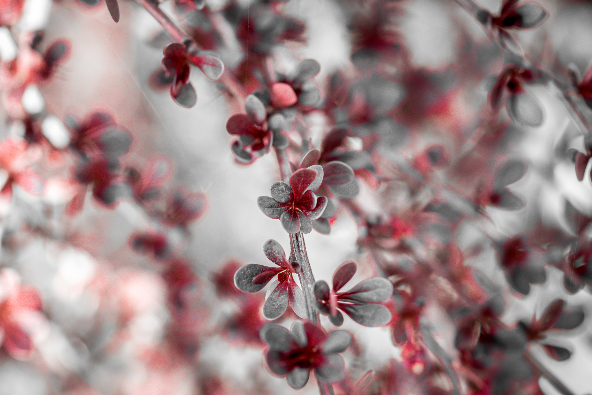 Sony a99 II + Sony 100mm F2.8 Macro sample photo. виски photography
