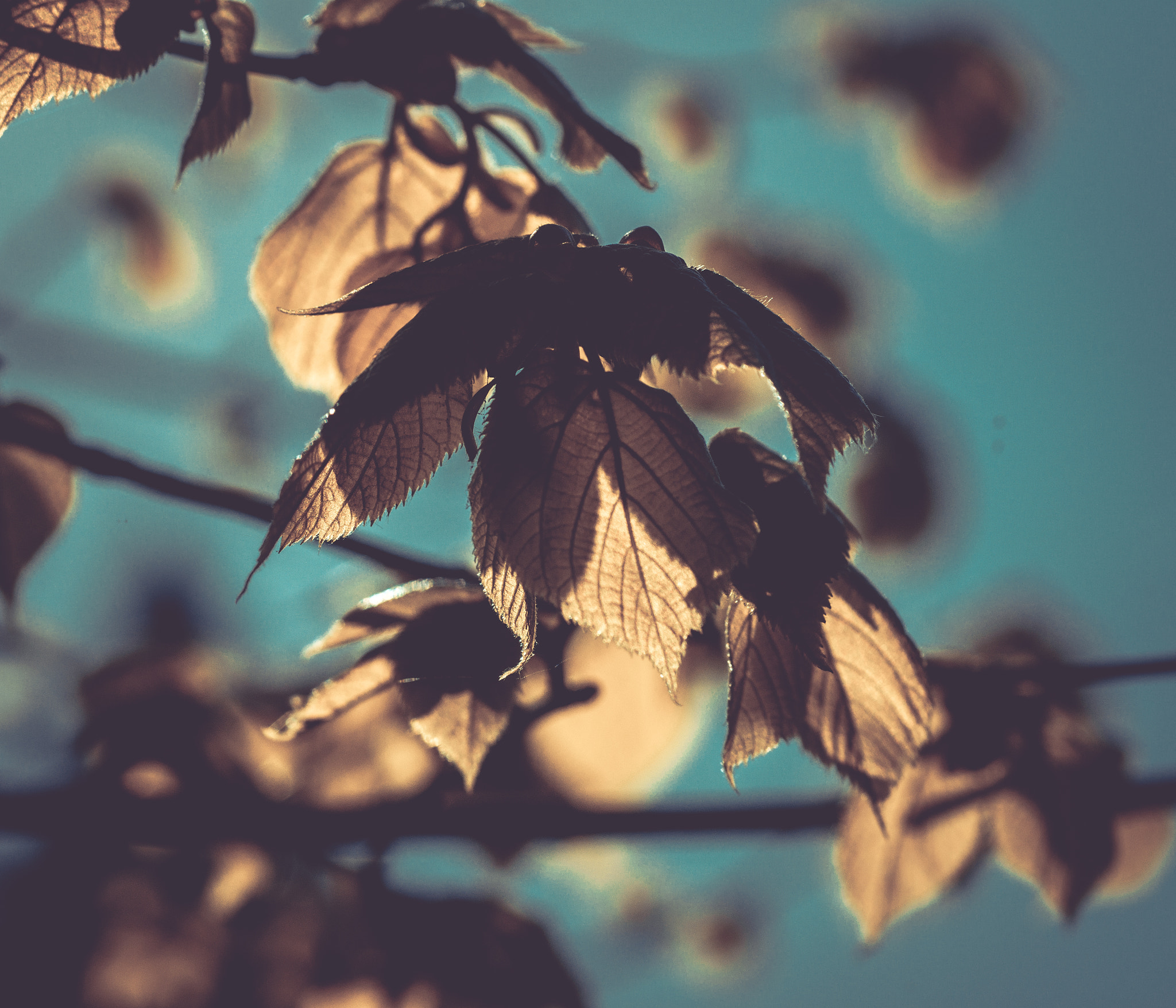 Sony a99 II + Sony 100mm F2.8 Macro sample photo. виски photography