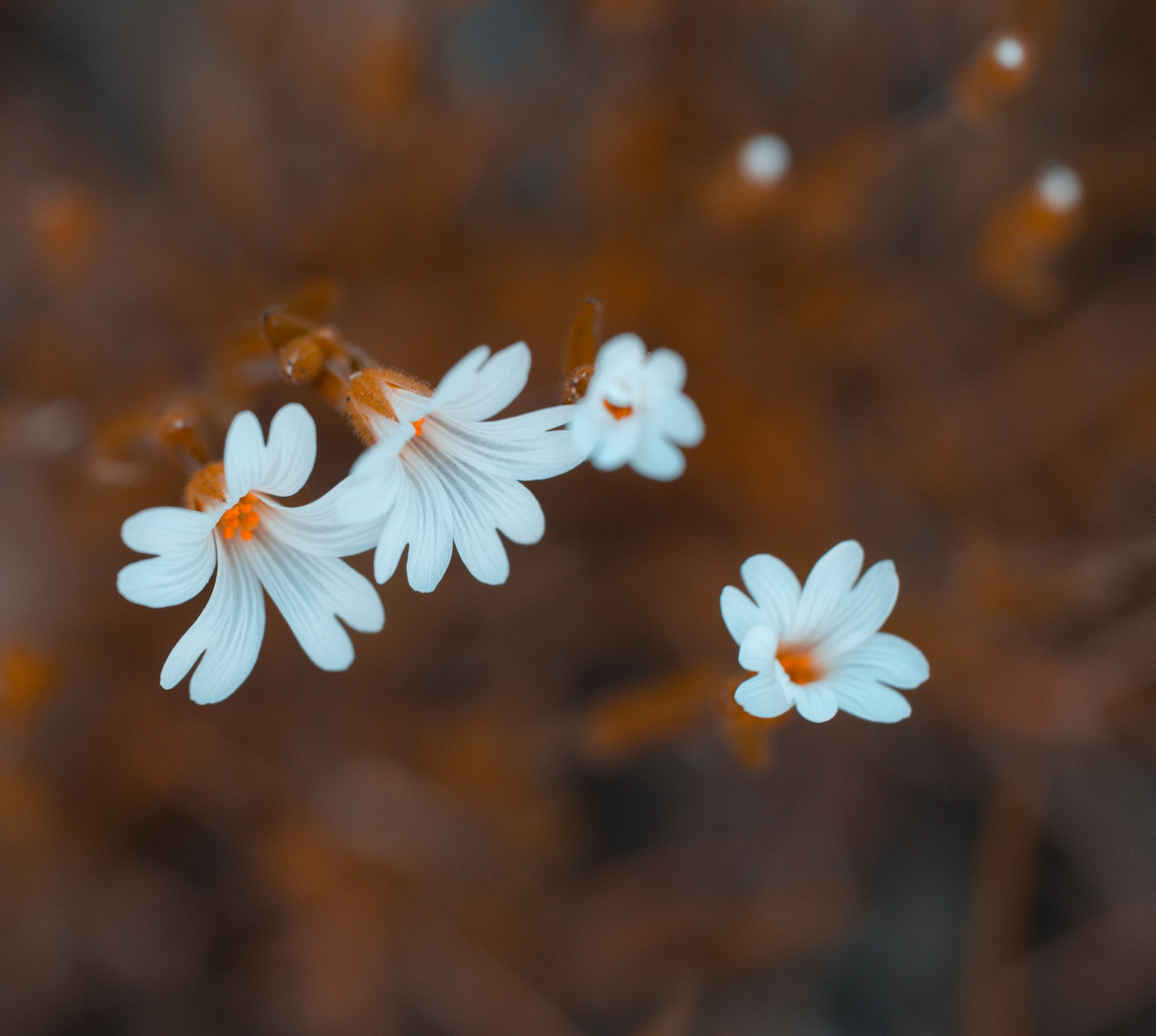 Sony a99 II + Sony 100mm F2.8 Macro sample photo. виски photography