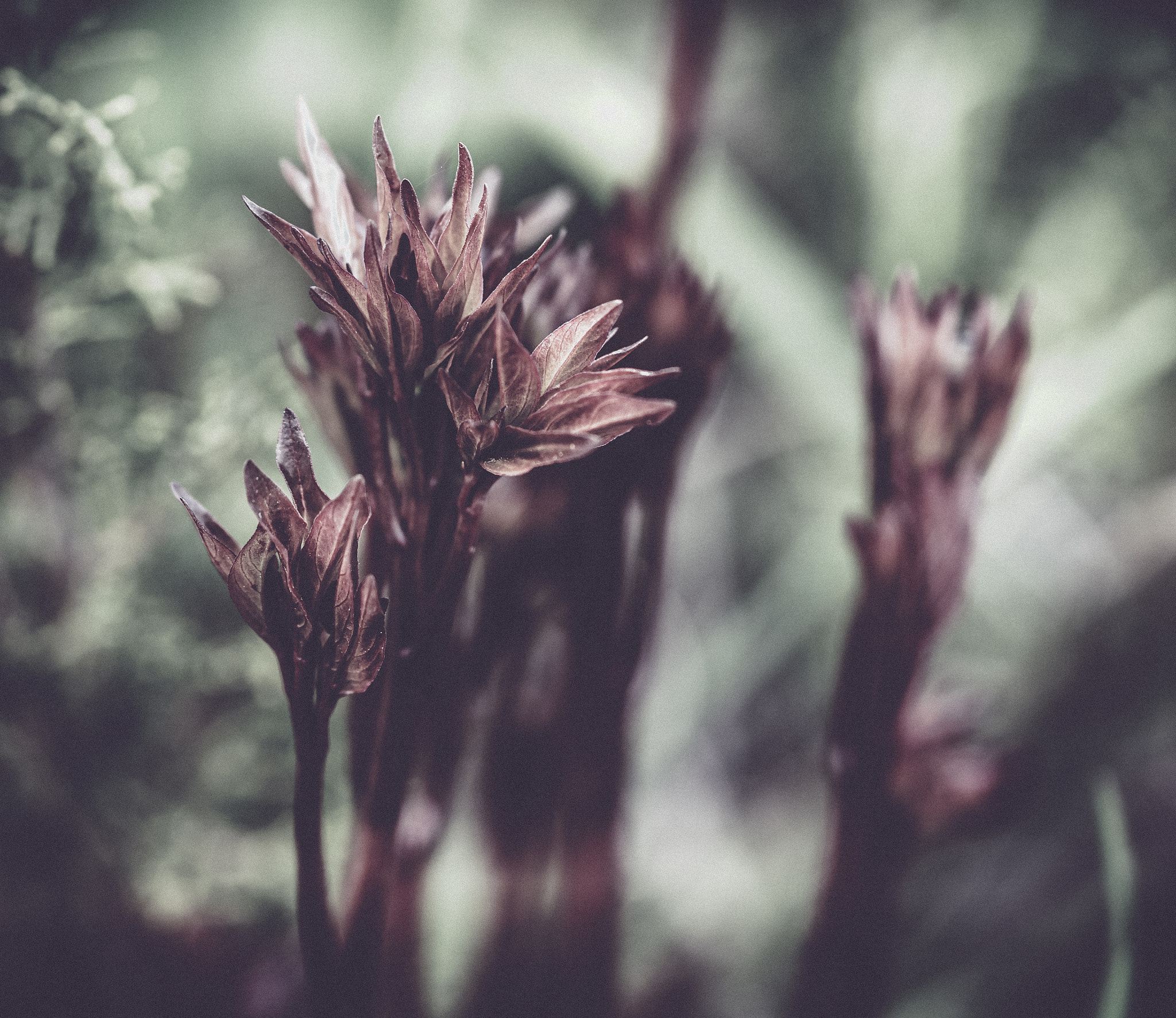 Sony a99 II + Sony 100mm F2.8 Macro sample photo. виски photography