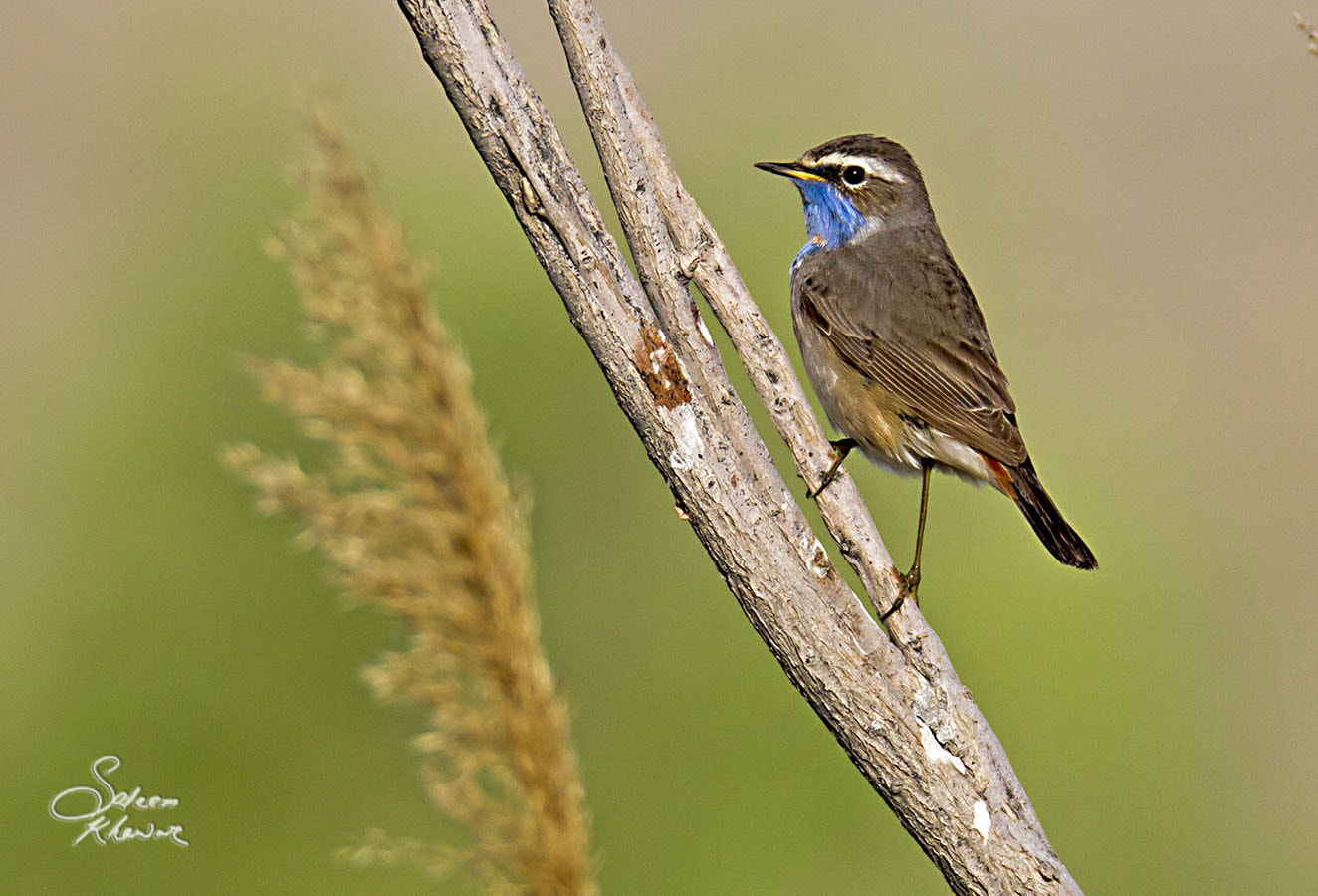 Sigma 150-600mm F5-6.3 DG OS HSM | C sample photo. Blue-throated flycatcher photography