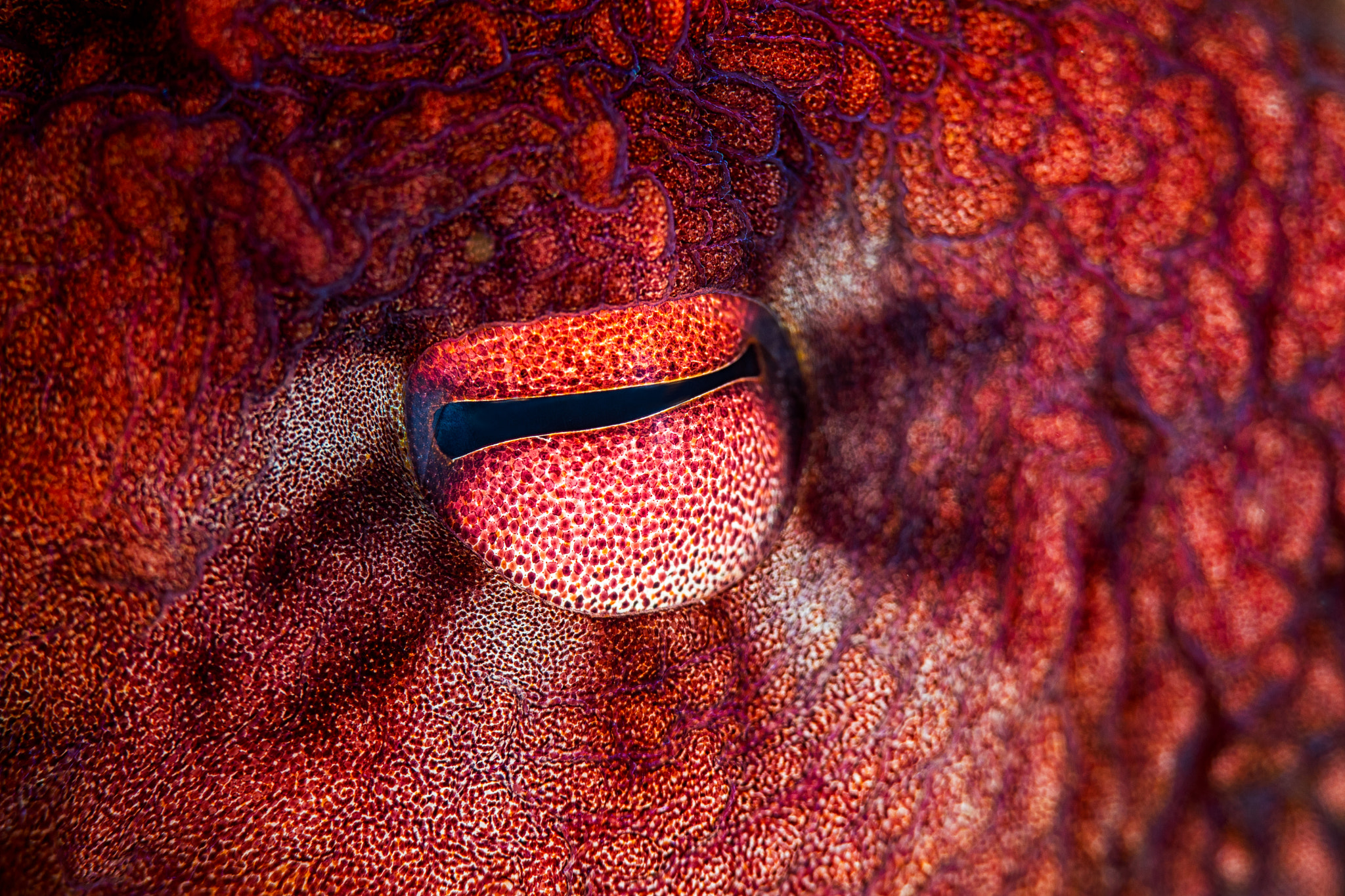 Canon EOS 5DS sample photo. Octopus eye photography