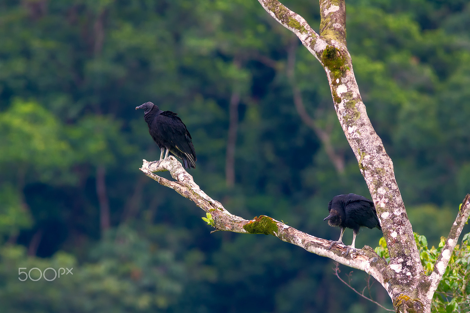Canon EF 400mm F5.6L USM sample photo. Black vulture photography