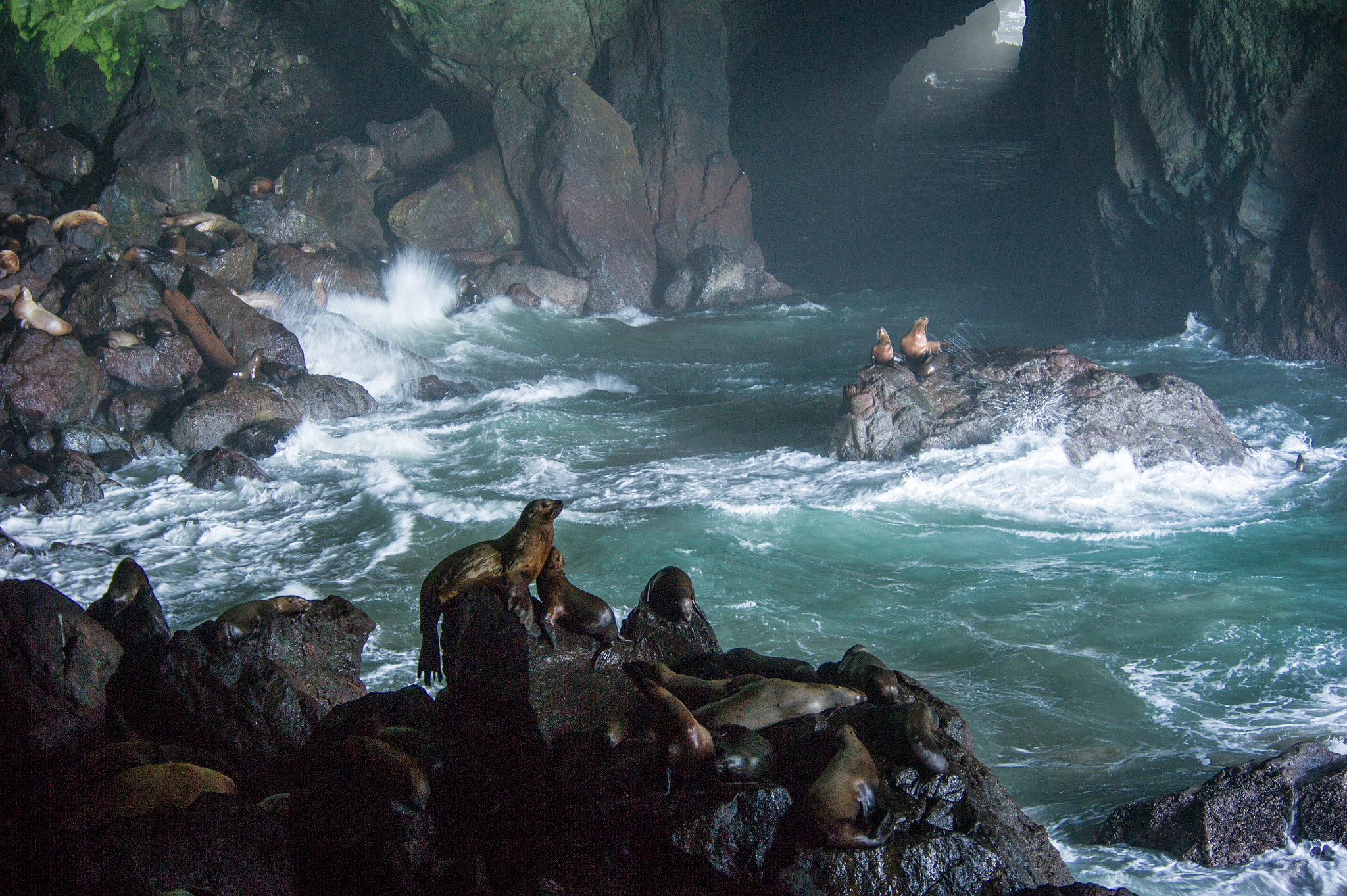 Nikon D3S sample photo. Sea lion caves in oregon usa photography