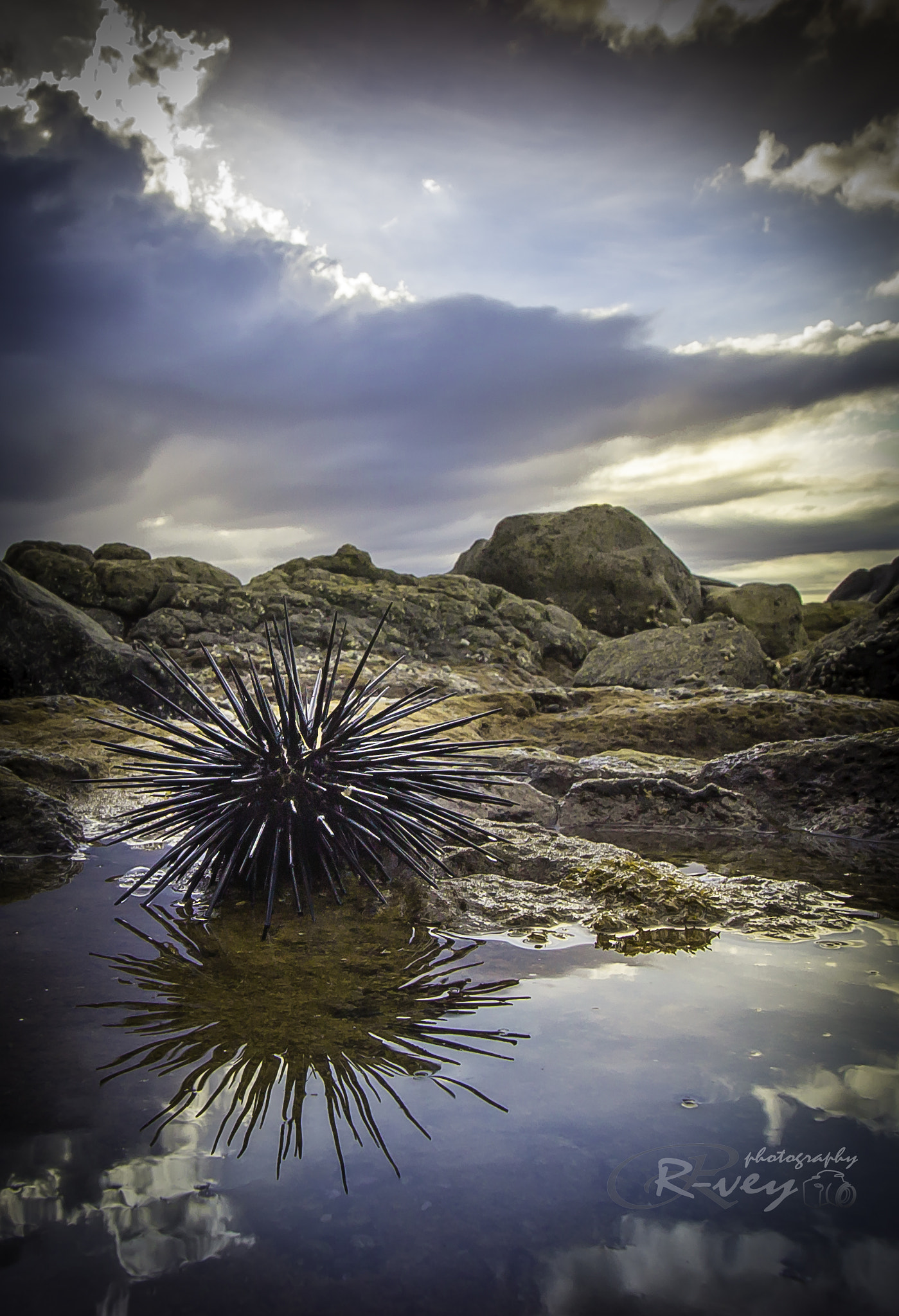 Canon EF-S 10-18mm F4.5–5.6 IS STM sample photo. Sea urchin photography