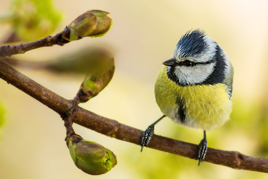 Canon EF 300mm F4L IS USM sample photo. Blaumeise photography