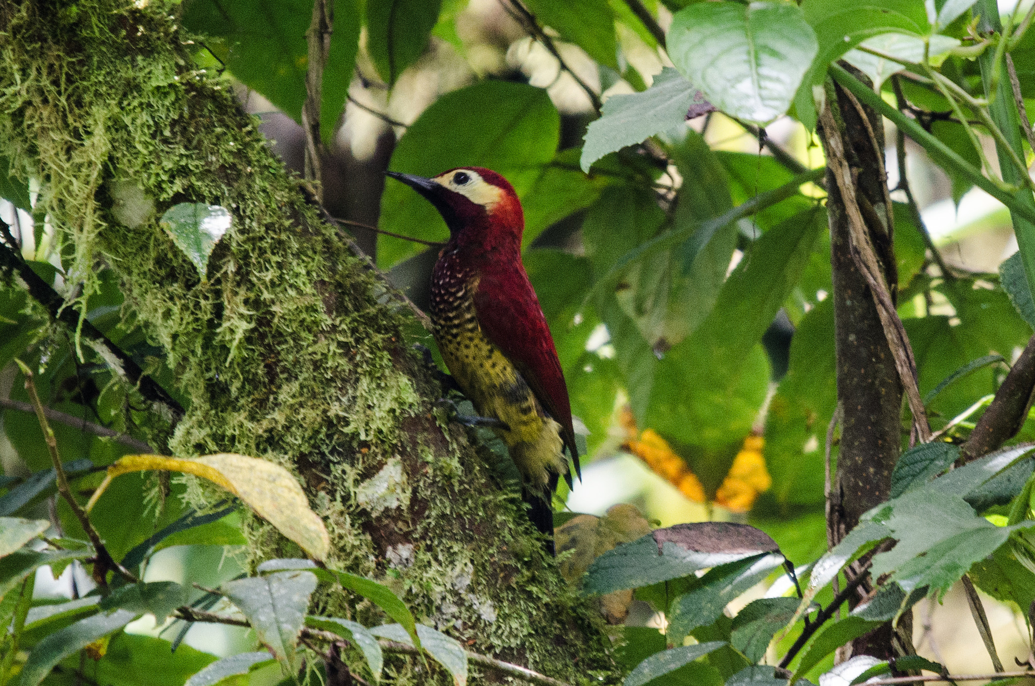 Sigma 120-400mm F4.5-5.6 DG OS HSM sample photo. Crimsom-mantled woodpecker photography