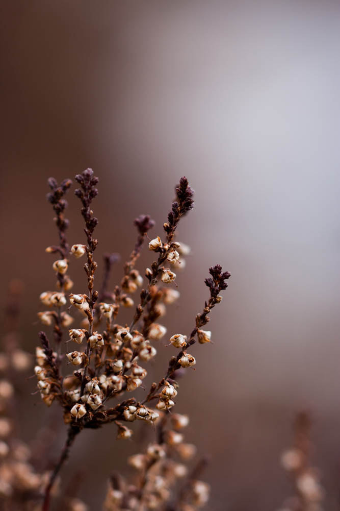 Canon EF 100mm F2.8L Macro IS USM sample photo. Withered spring photography