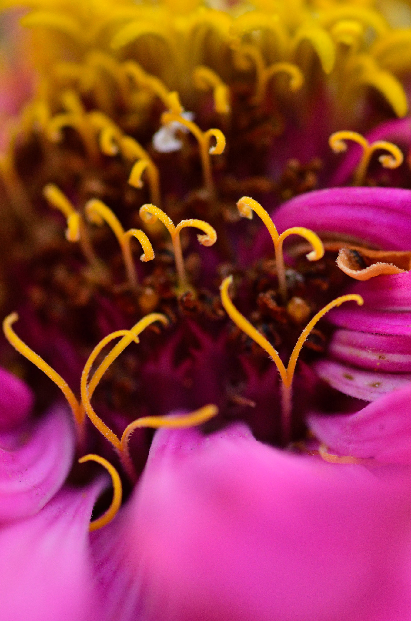 Nikon D5100 + Tokina AT-X Pro 100mm F2.8 Macro sample photo. Garden inside a flower!!!!!!!!! photography