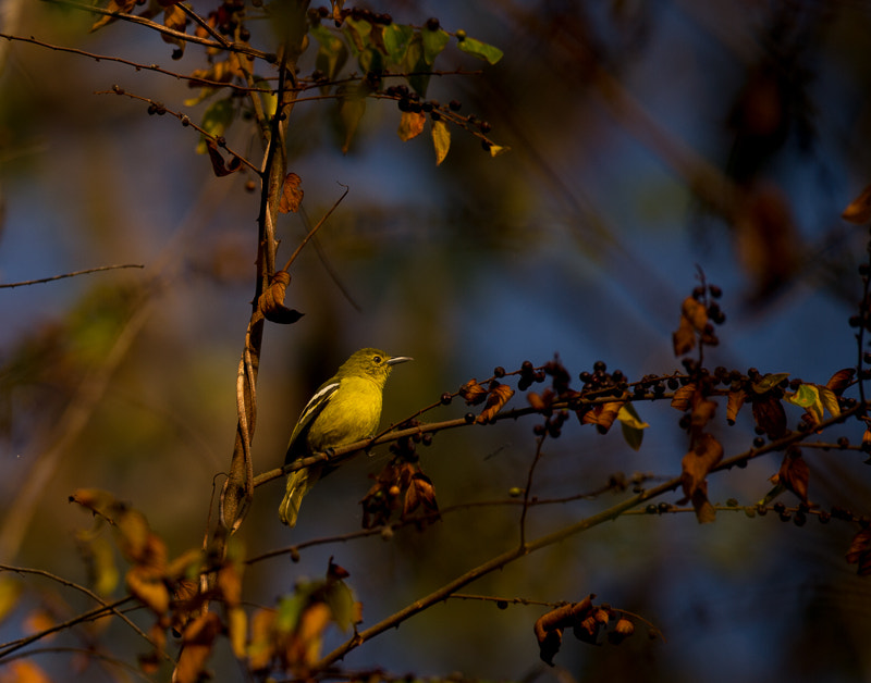 Nikon AF-S Nikkor 500mm F4G ED VR sample photo. Common iora photography