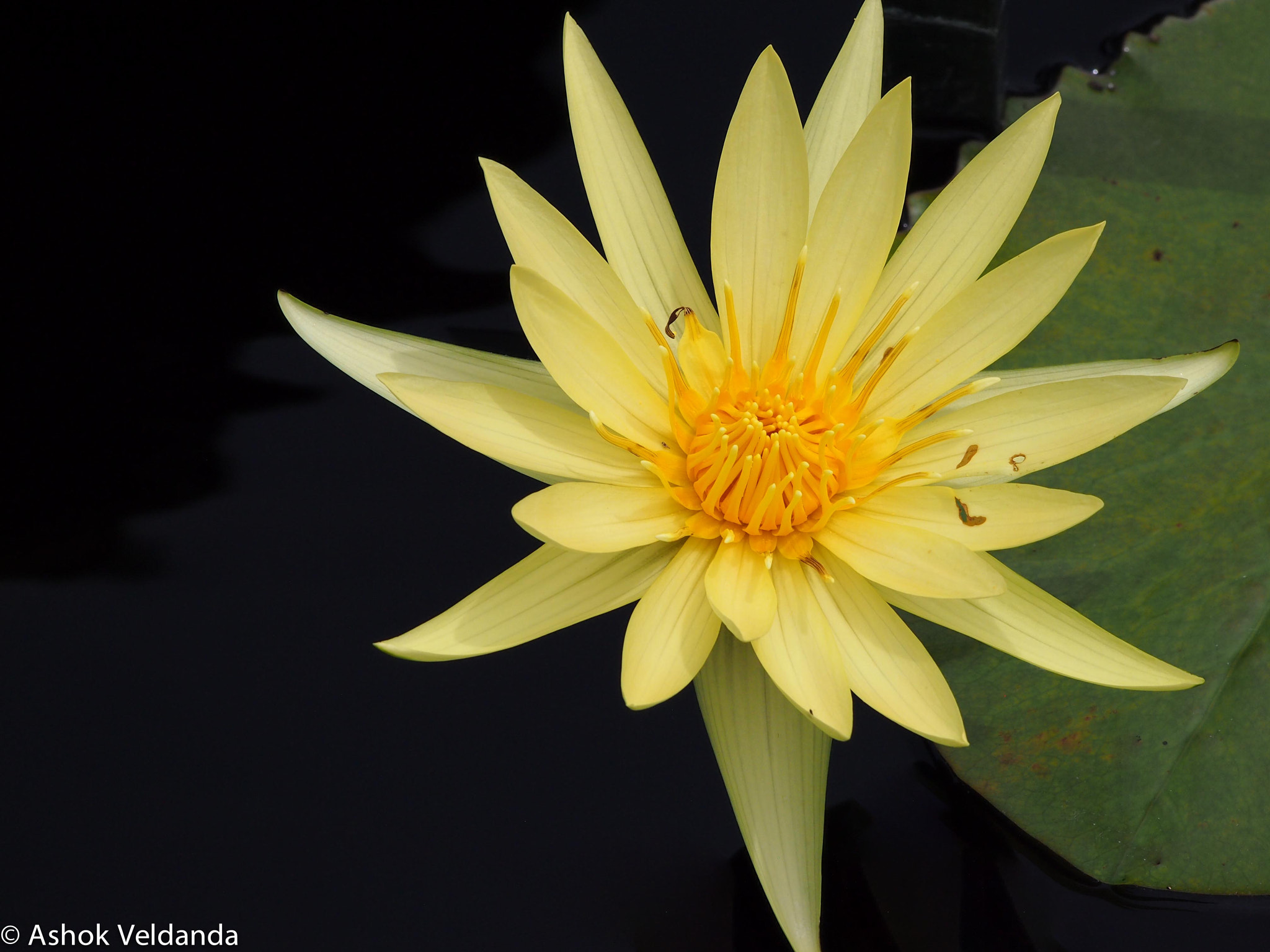 Olympus PEN E-PL3 sample photo. Flower in the pond photography