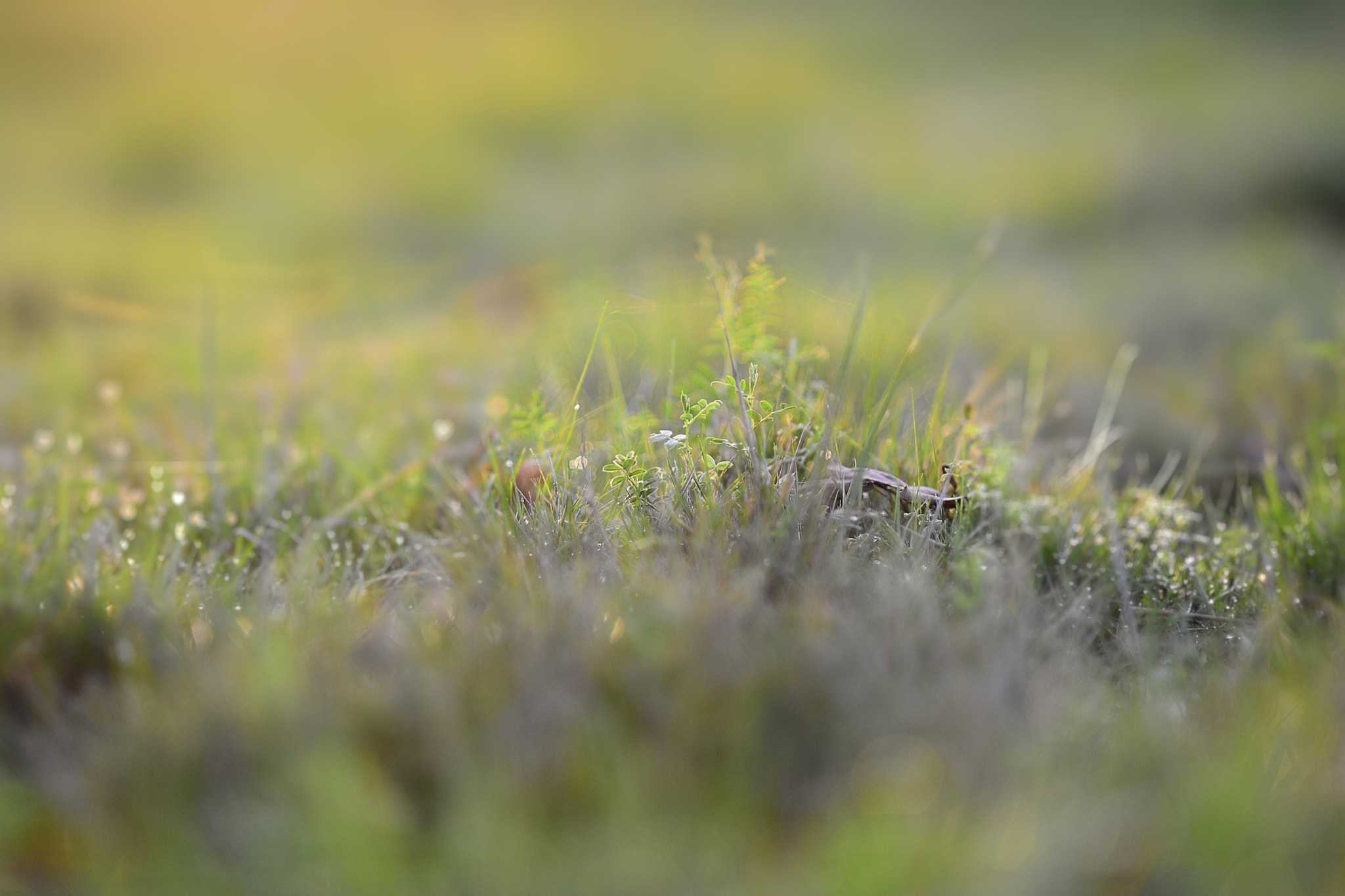 Nikon D7100 + AF Nikkor 85mm f/1.8 sample photo. () photography