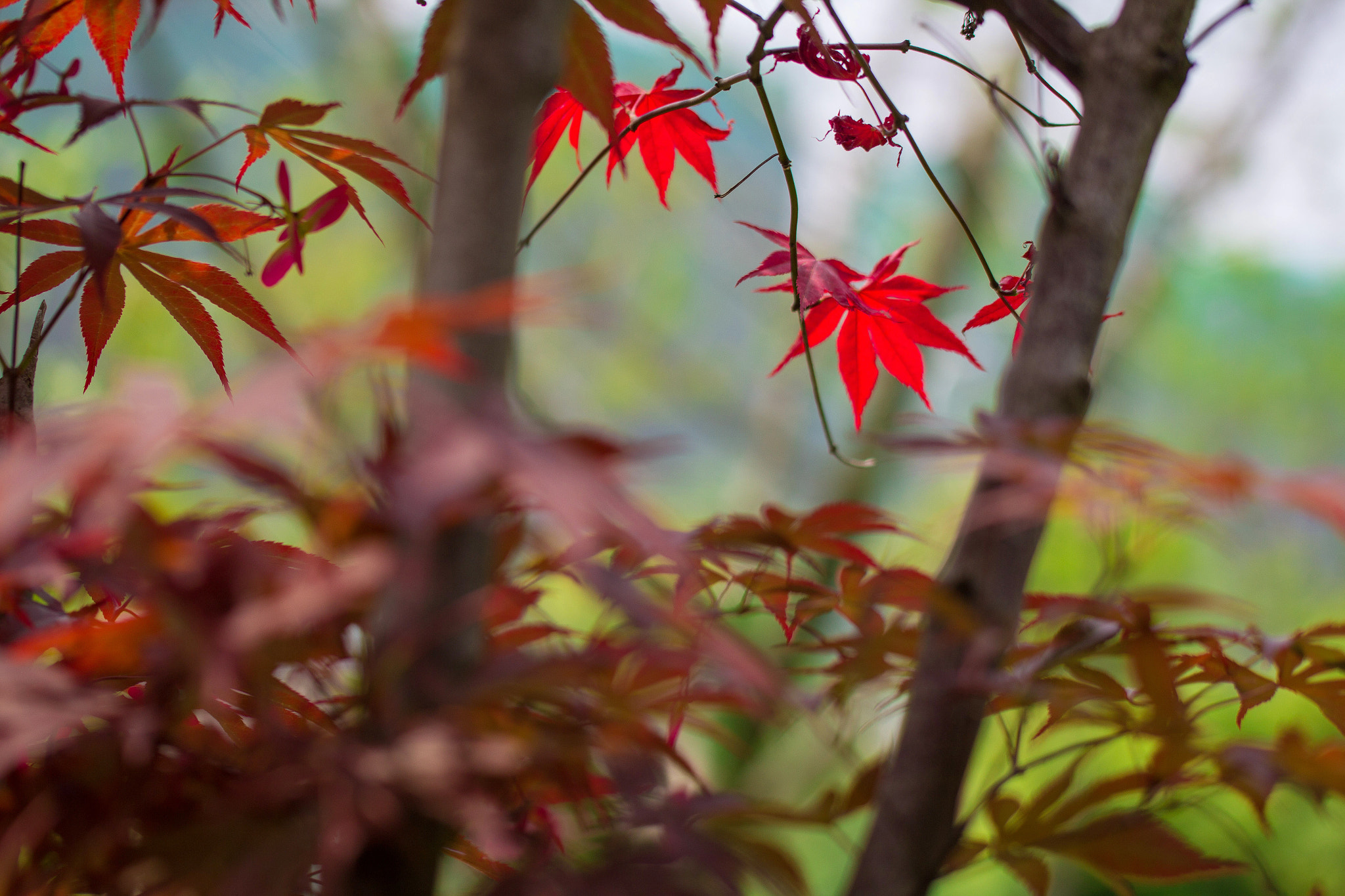 Tamron SP AF 60mm F2 Di II LD IF Macro sample photo. 春天枫叶别样红 photography