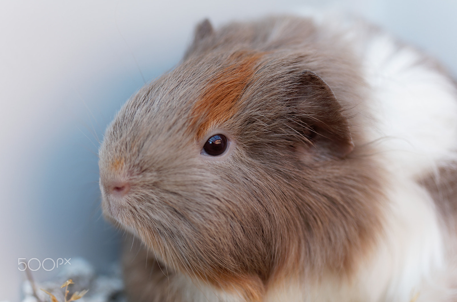 Canon EOS 5DS + Canon EF 100mm F2.8 Macro USM sample photo. Guinea pig photography