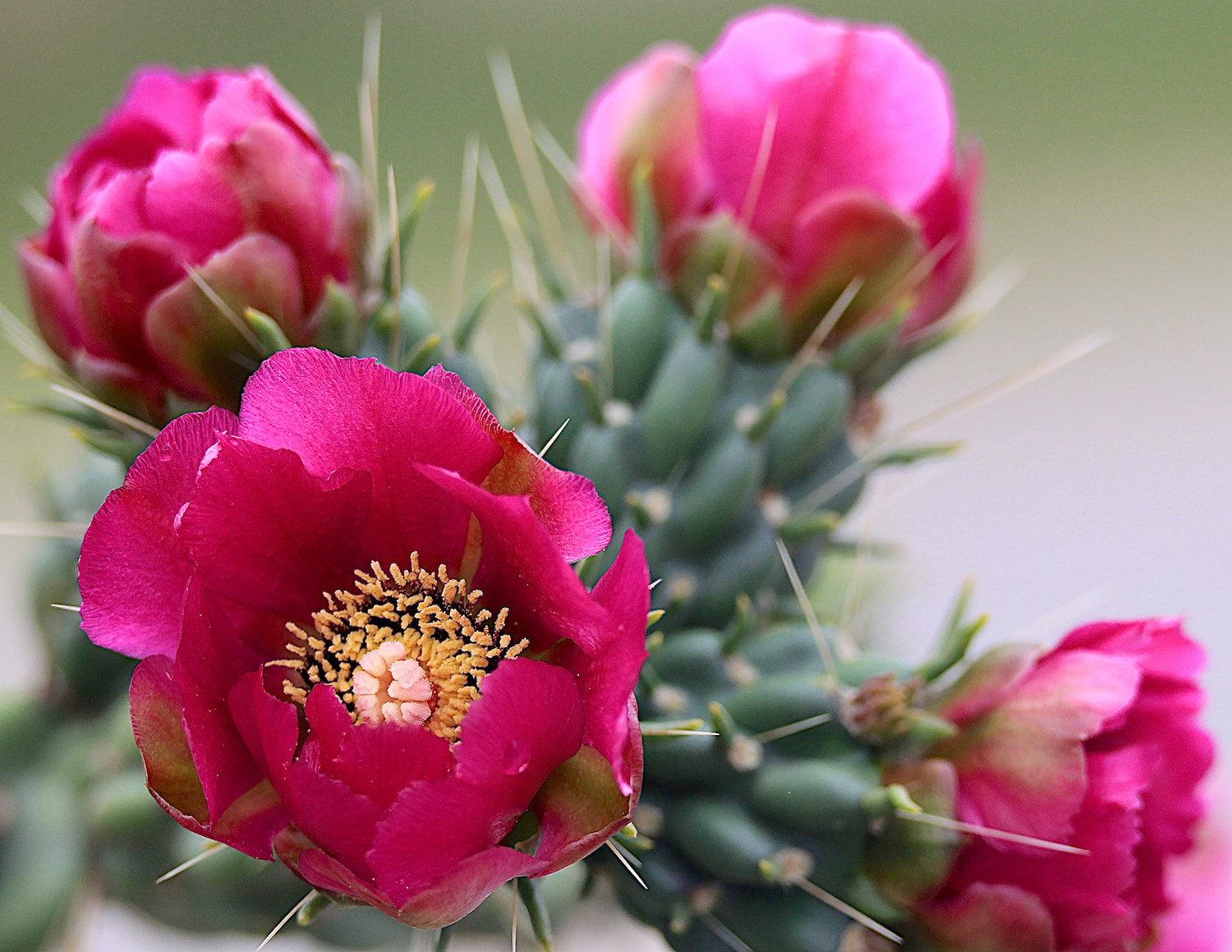 Canon EF 180mm F3.5L Macro USM sample photo. Cholla cacti bloom photography