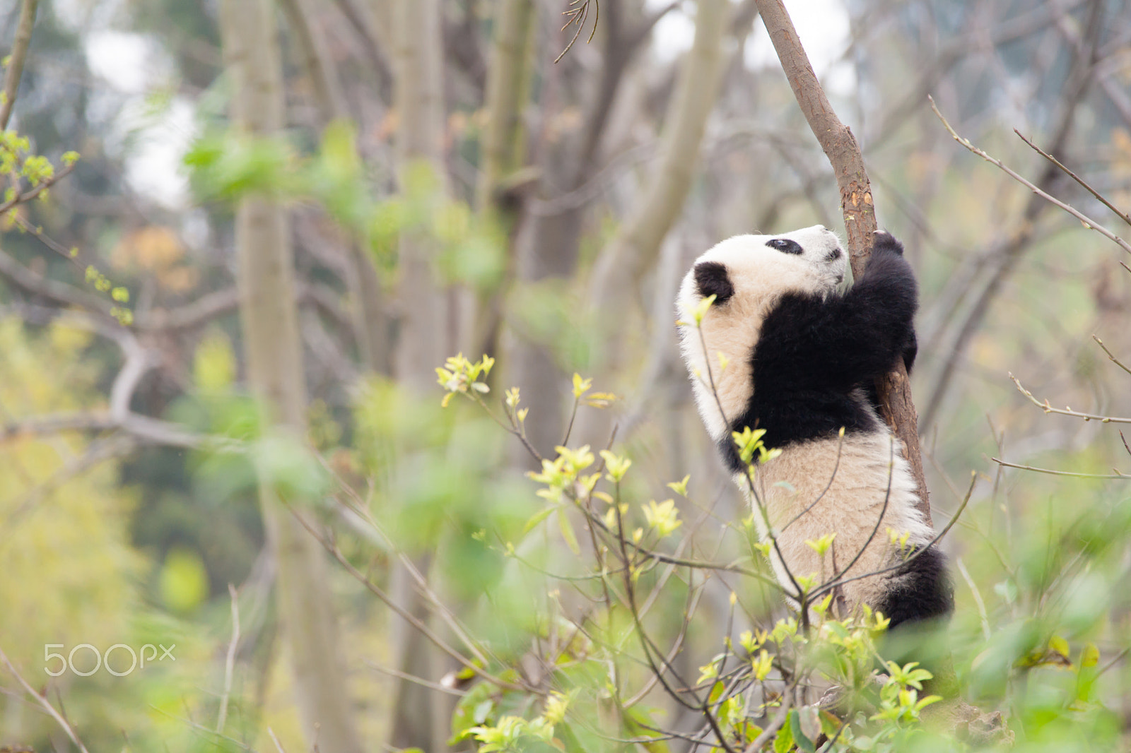 Sony 70-300mm F4.5-5.6 G SSM sample photo. Aiming to top photography