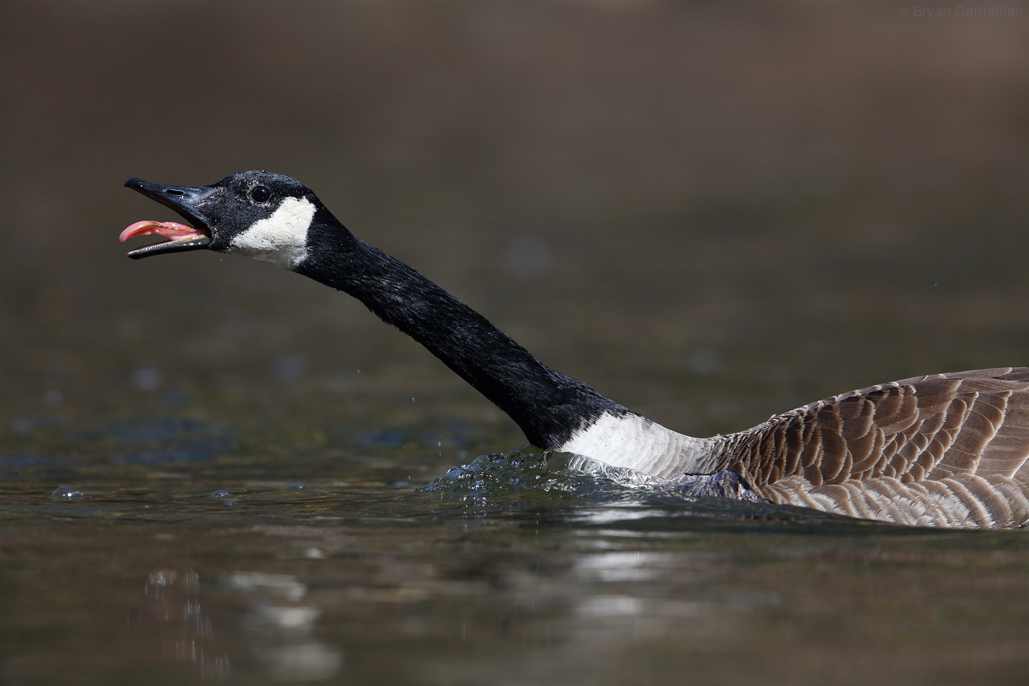Canon EOS 5DS R + Canon EF 600mm F4L IS II USM sample photo. Goose sticking its tongue out photography