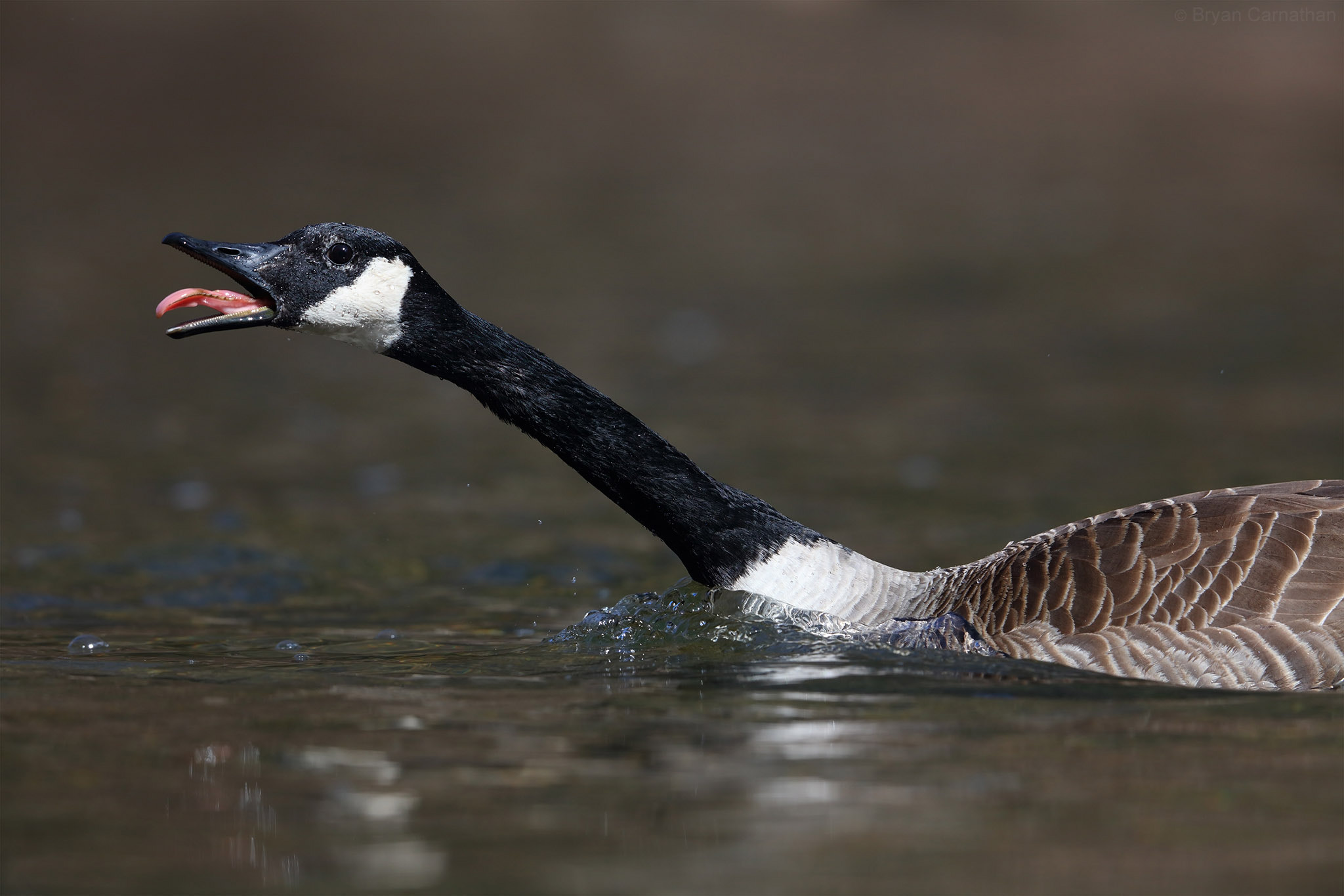 Canon EF 600mm F4L IS II USM sample photo. Goose sticking its tongue out photography