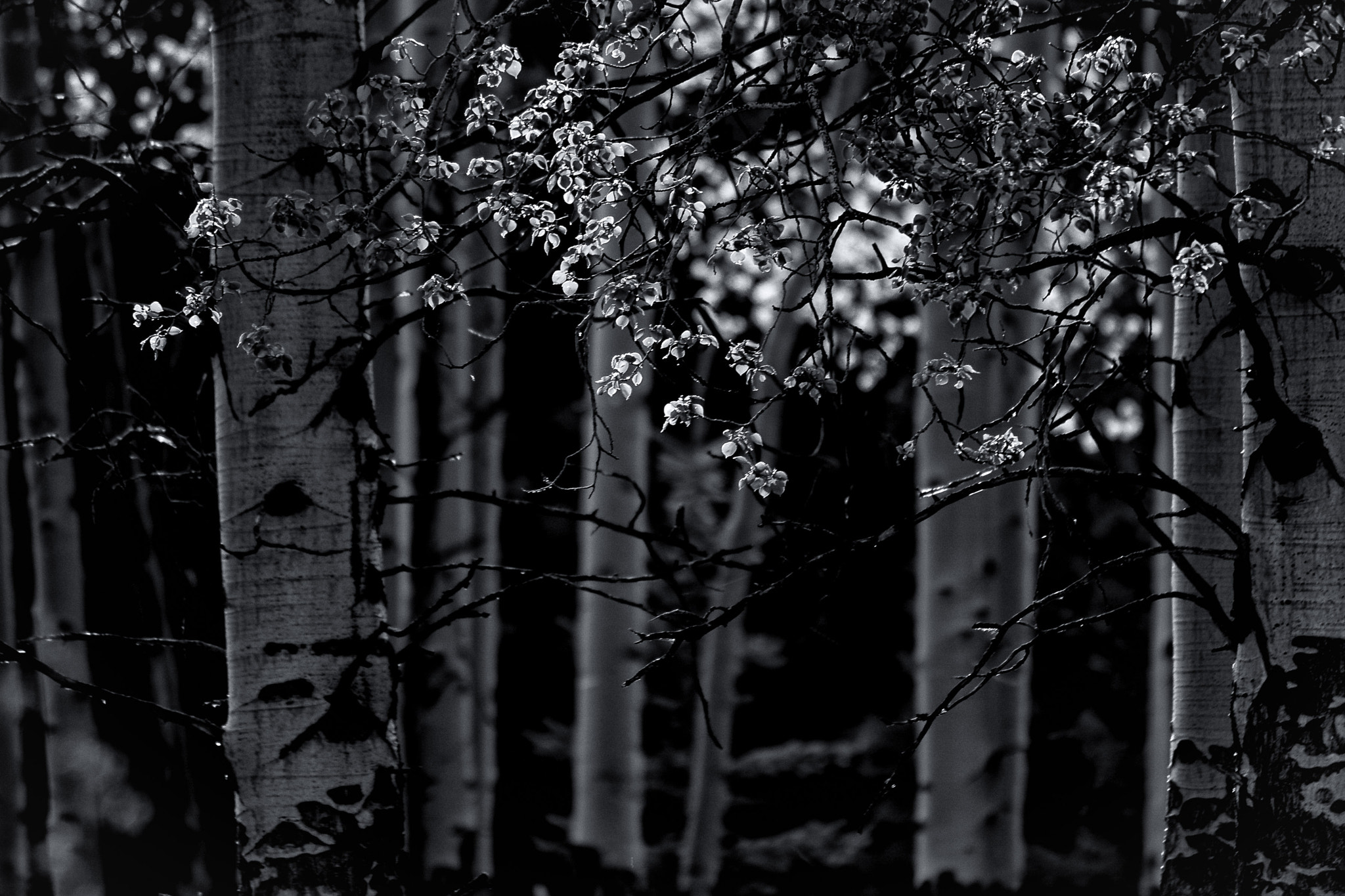 Canon EOS 450D (EOS Rebel XSi / EOS Kiss X2) sample photo. Back in the woods photography