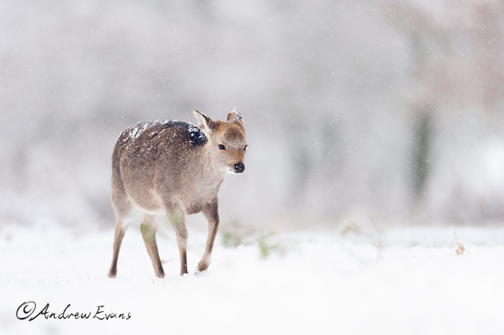 Nikon AF-S Nikkor 400mm F2.8G ED VR II sample photo. Journey photography