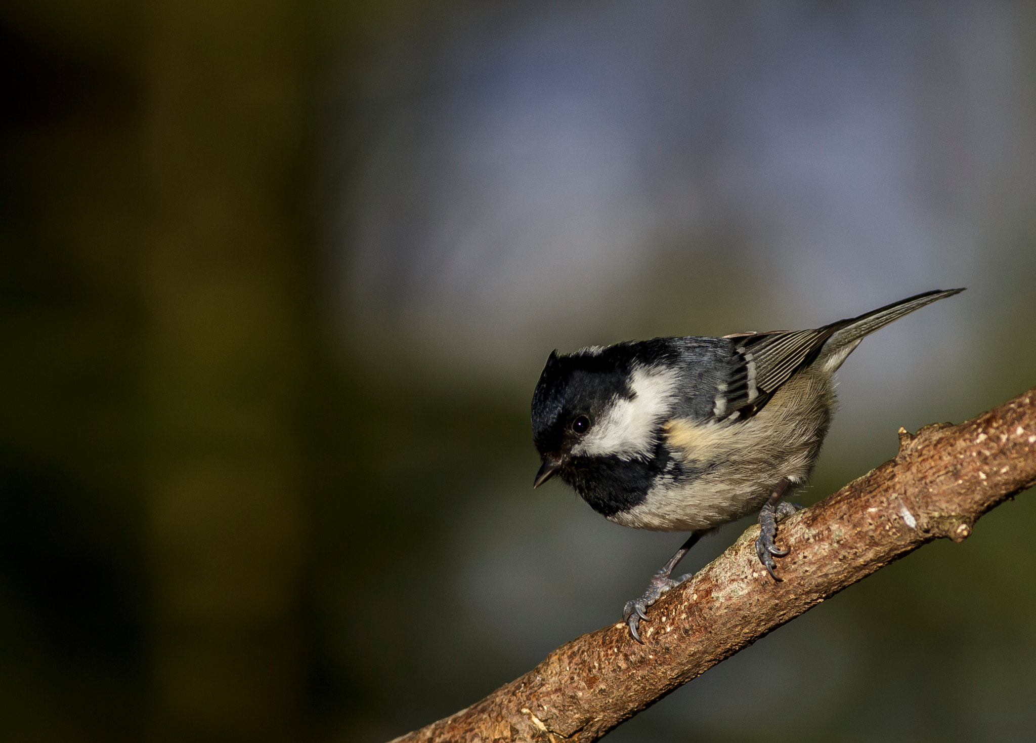 Canon EOS 6D + Canon EF 400mm F5.6L USM sample photo. Coal tit photography