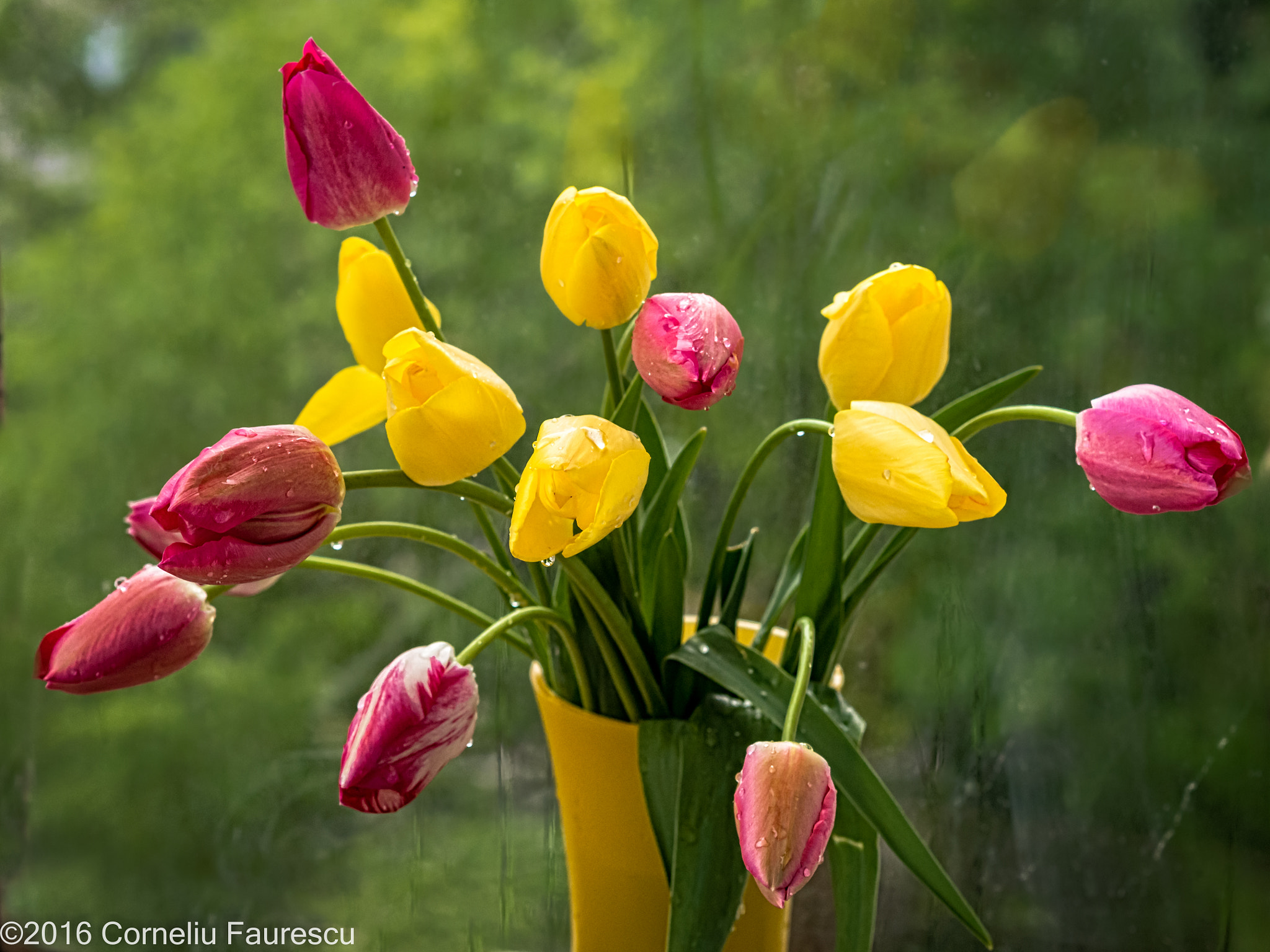 Panasonic Lumix DMC-G5 + Olympus M.Zuiko Digital 45mm F1.8 sample photo. Fresh tulips photography